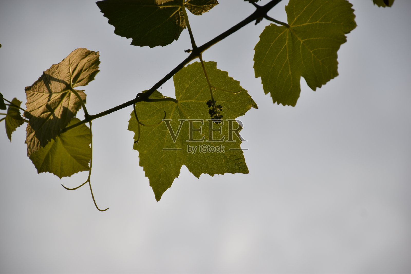 叶照片摄影图片