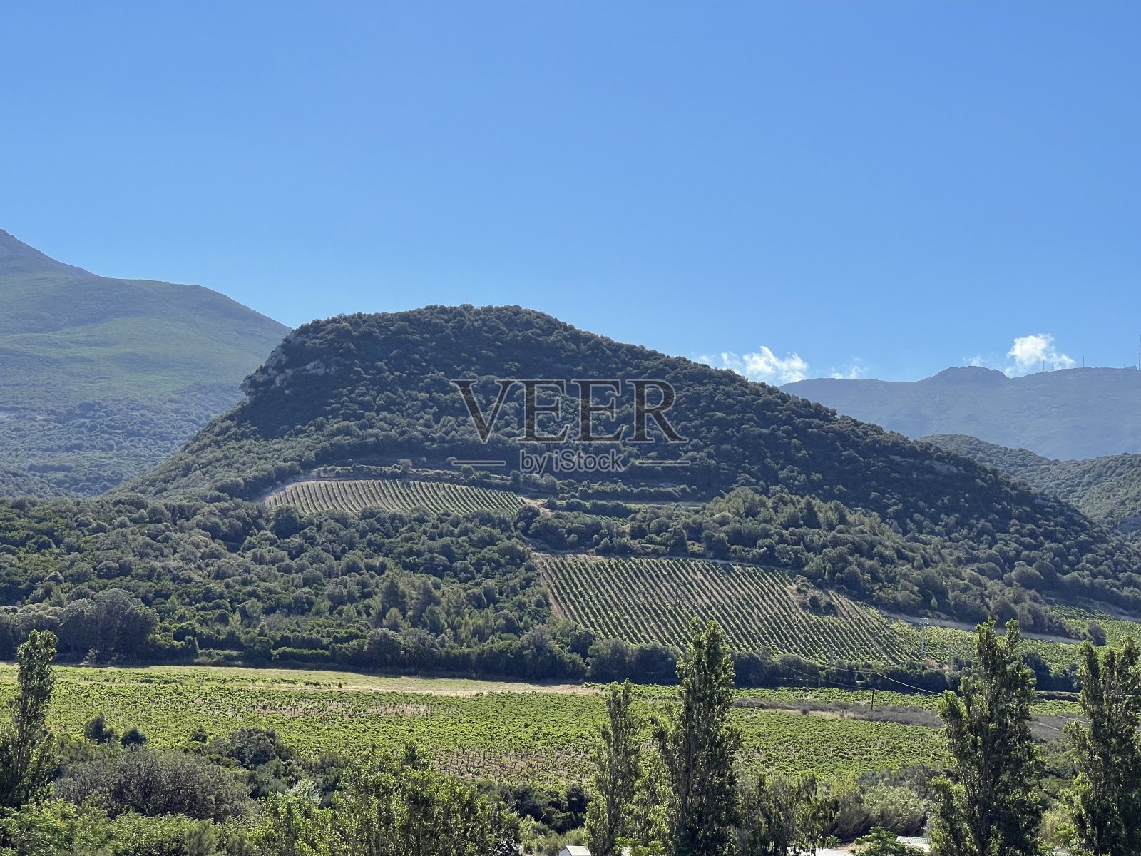 地中海的葡萄园照片摄影图片