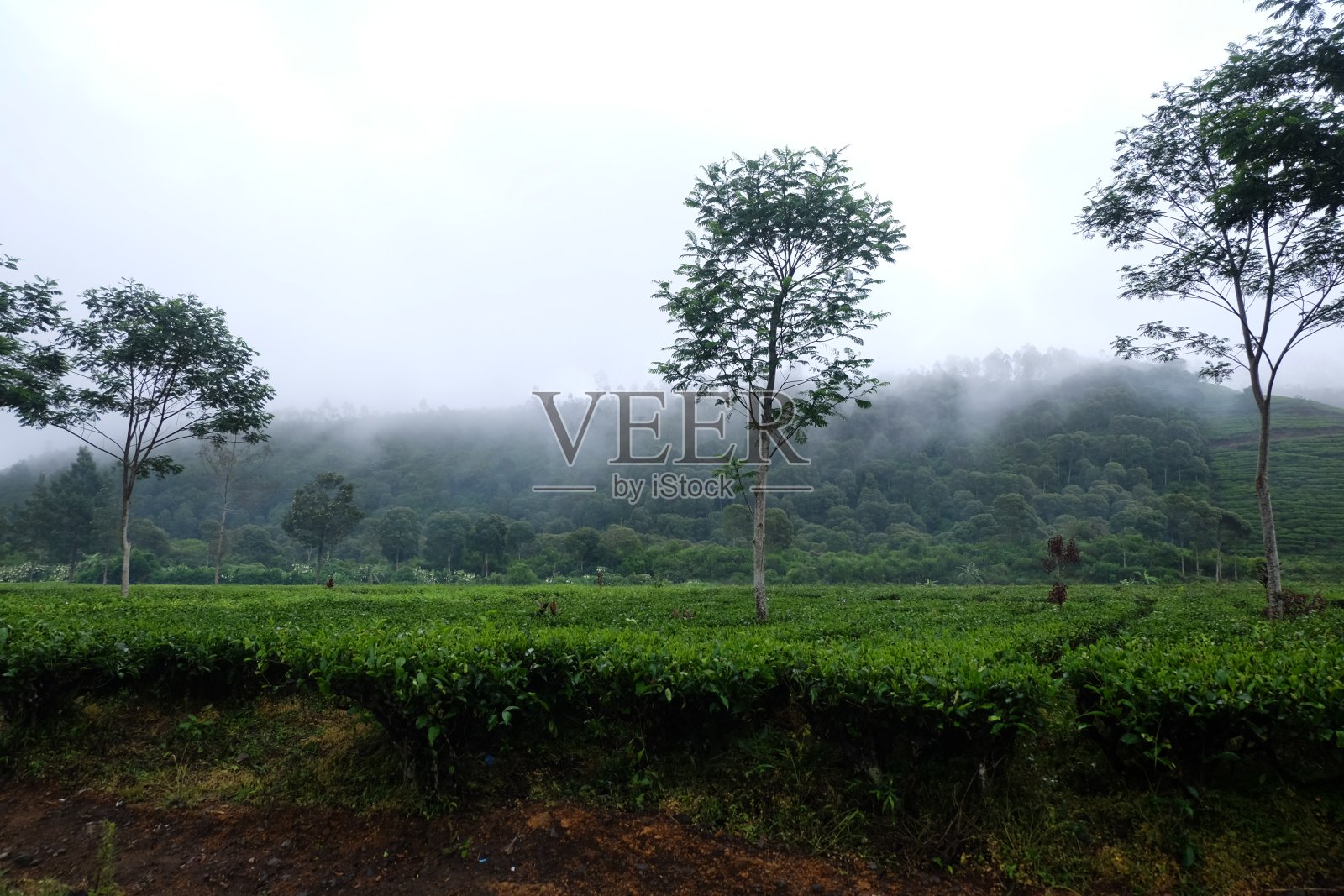 茶树在绿色种植园的照片照片摄影图片