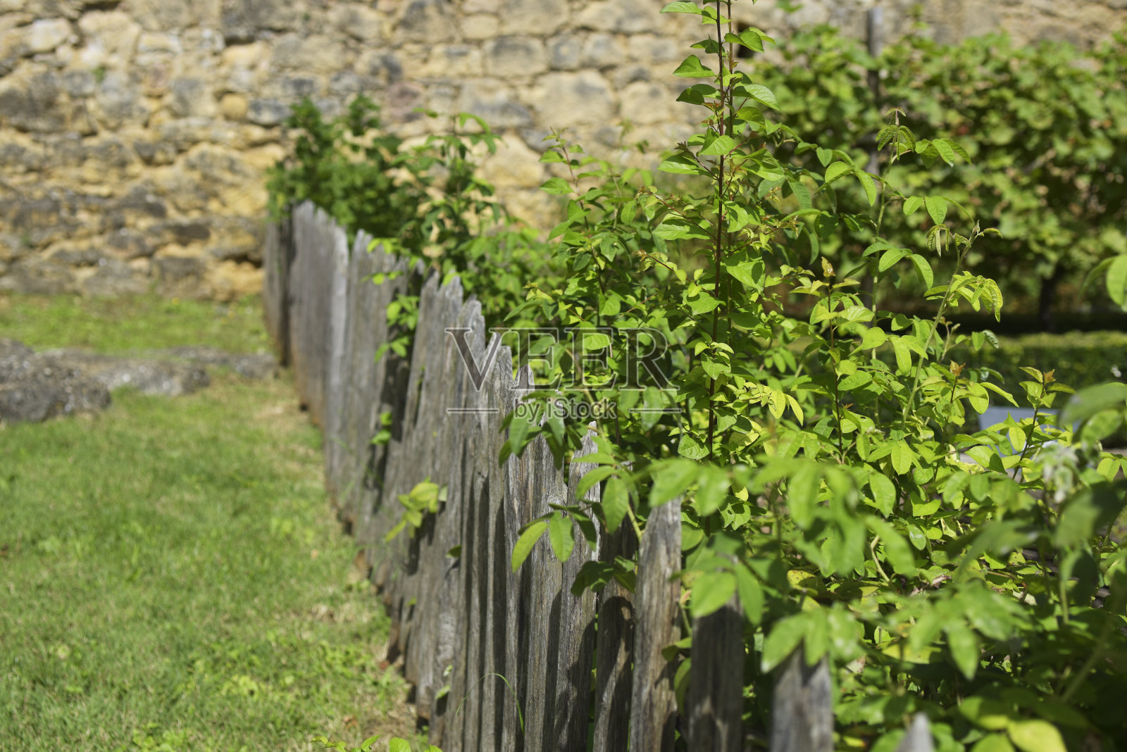 栅栏菜园照片摄影图片