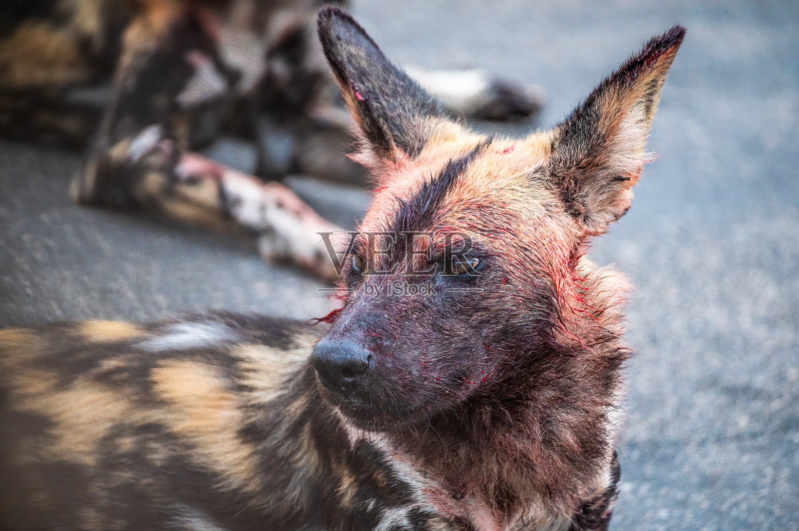 非洲野狗照片摄影图片