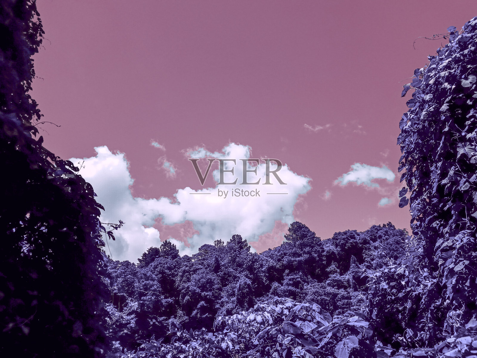 危地马拉乡村森林，创意色彩处理，不同色彩视觉。照片摄影图片