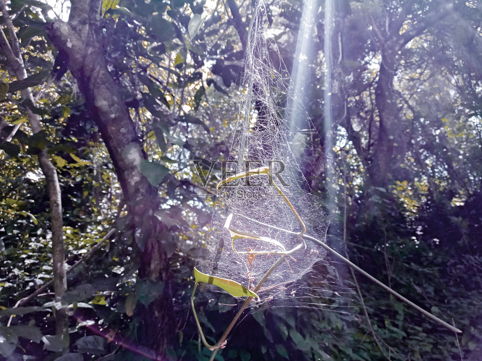 危地马拉乡村森林，创意色彩处理，不同色彩视觉。照片摄影图片