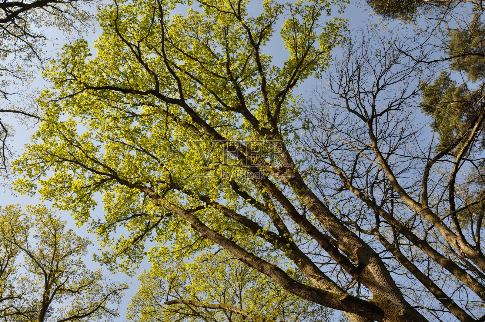 Saint-Pierre-Lès-Elbeuf的公共森林照片摄影图片