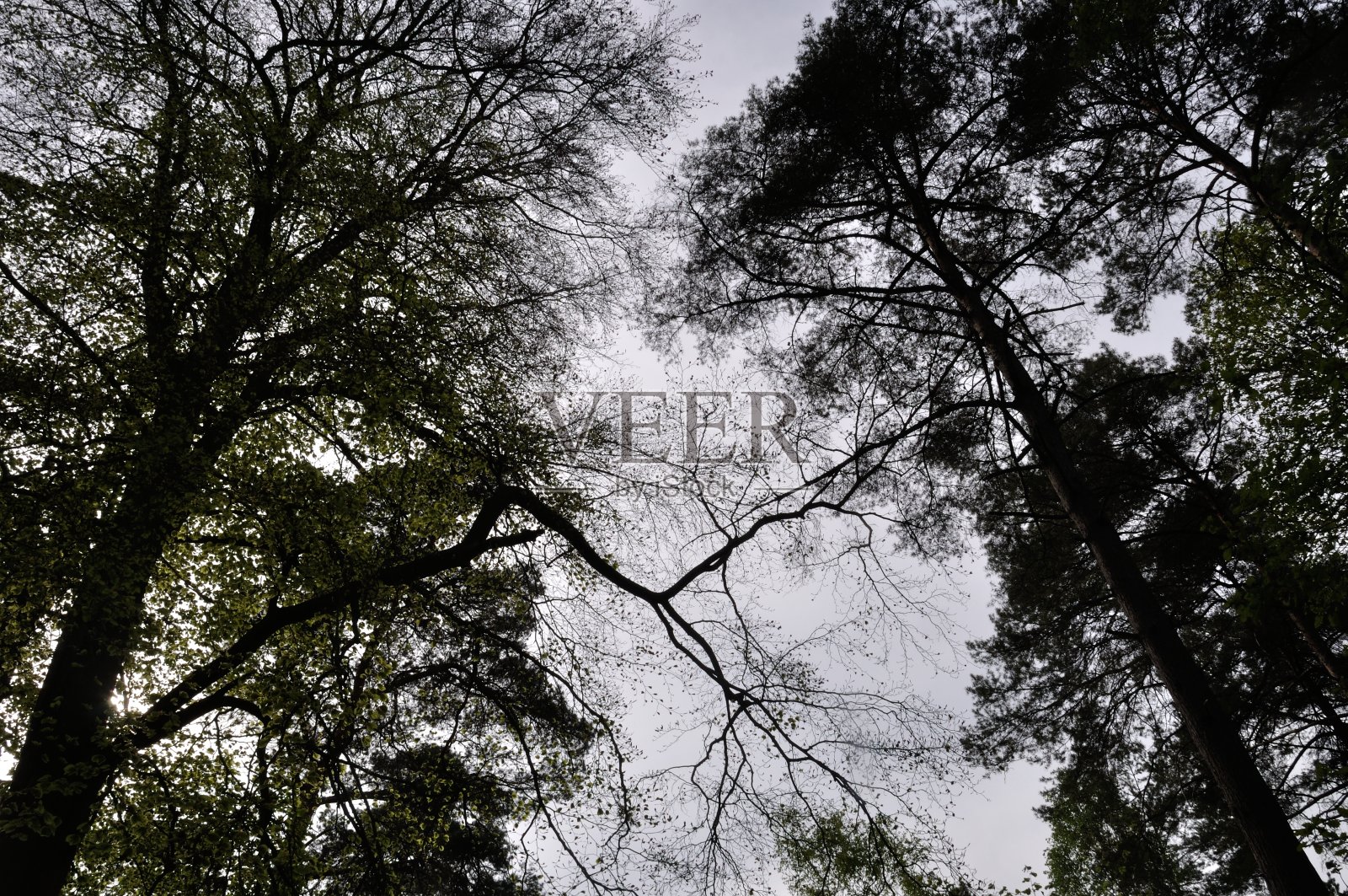 Saint-Pierre-Lès-Elbeuf的公共森林照片摄影图片