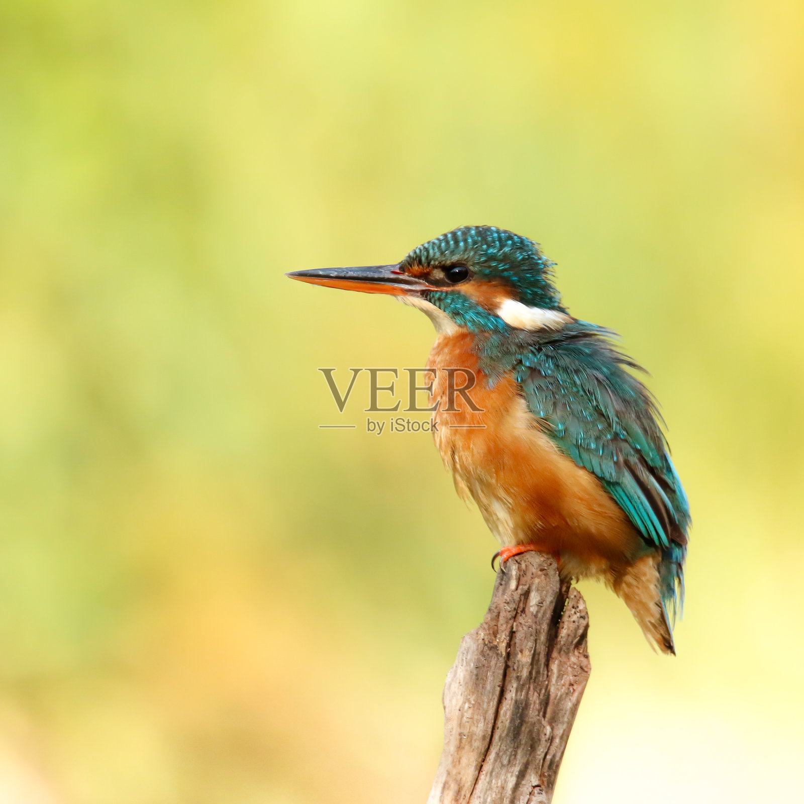 王鱼照片摄影图片