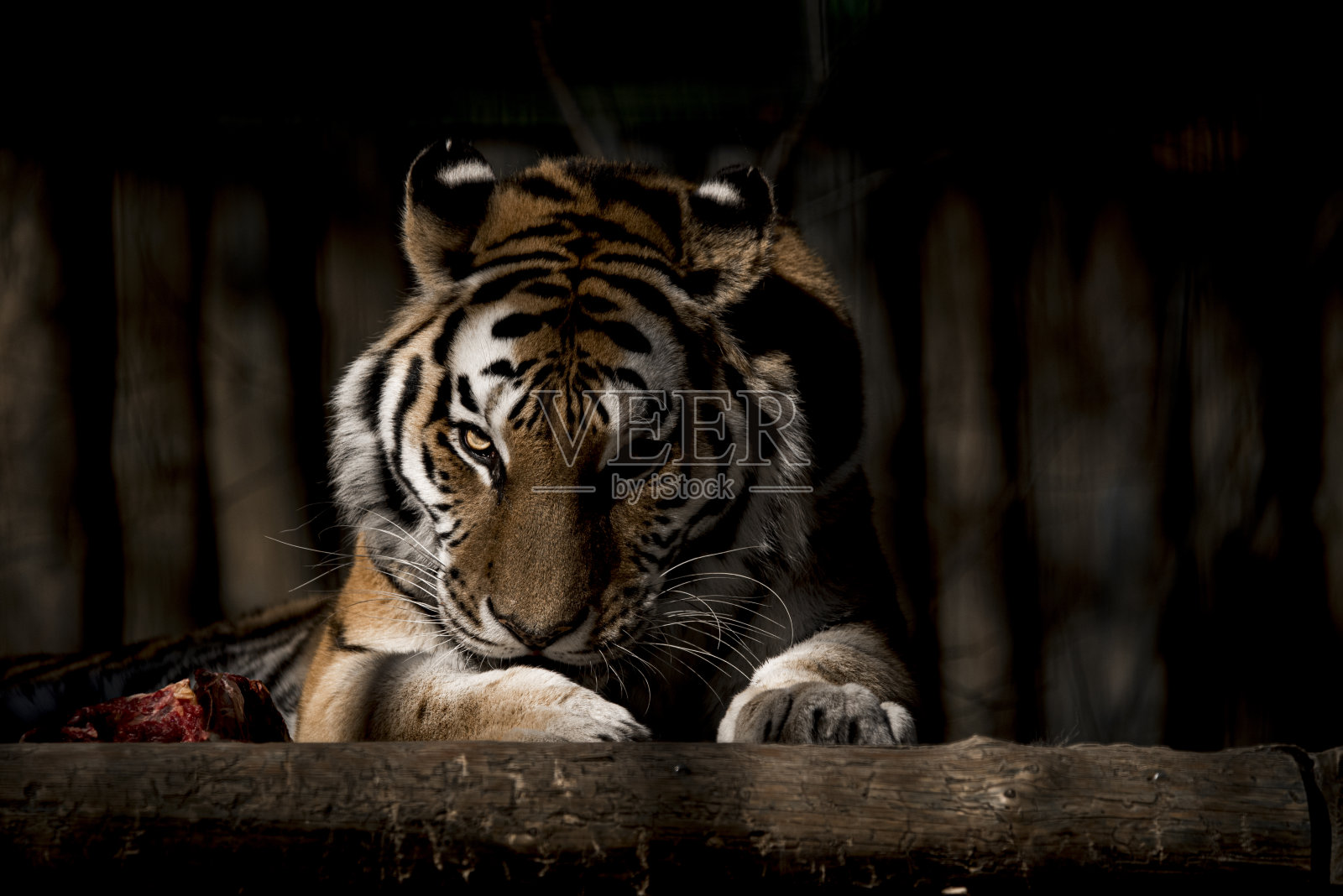 老虎照片摄影图片