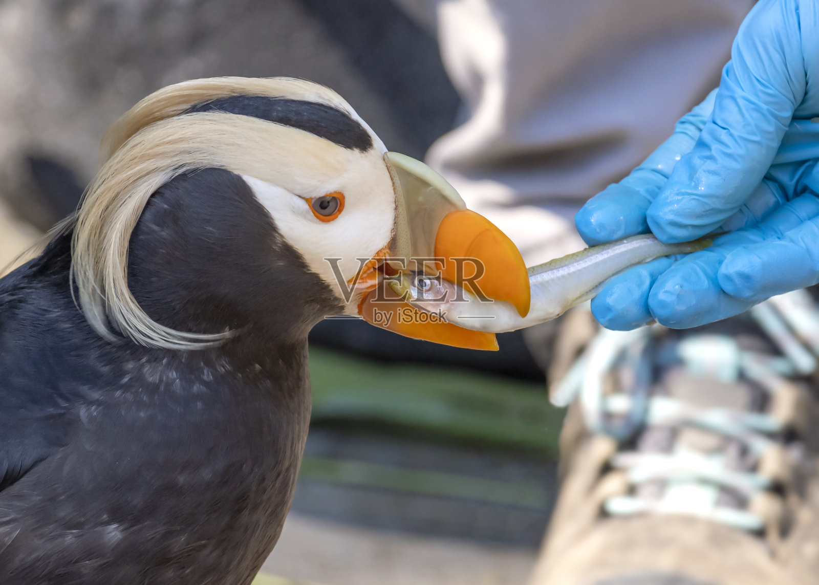 丛生海雀手喂食照片摄影图片