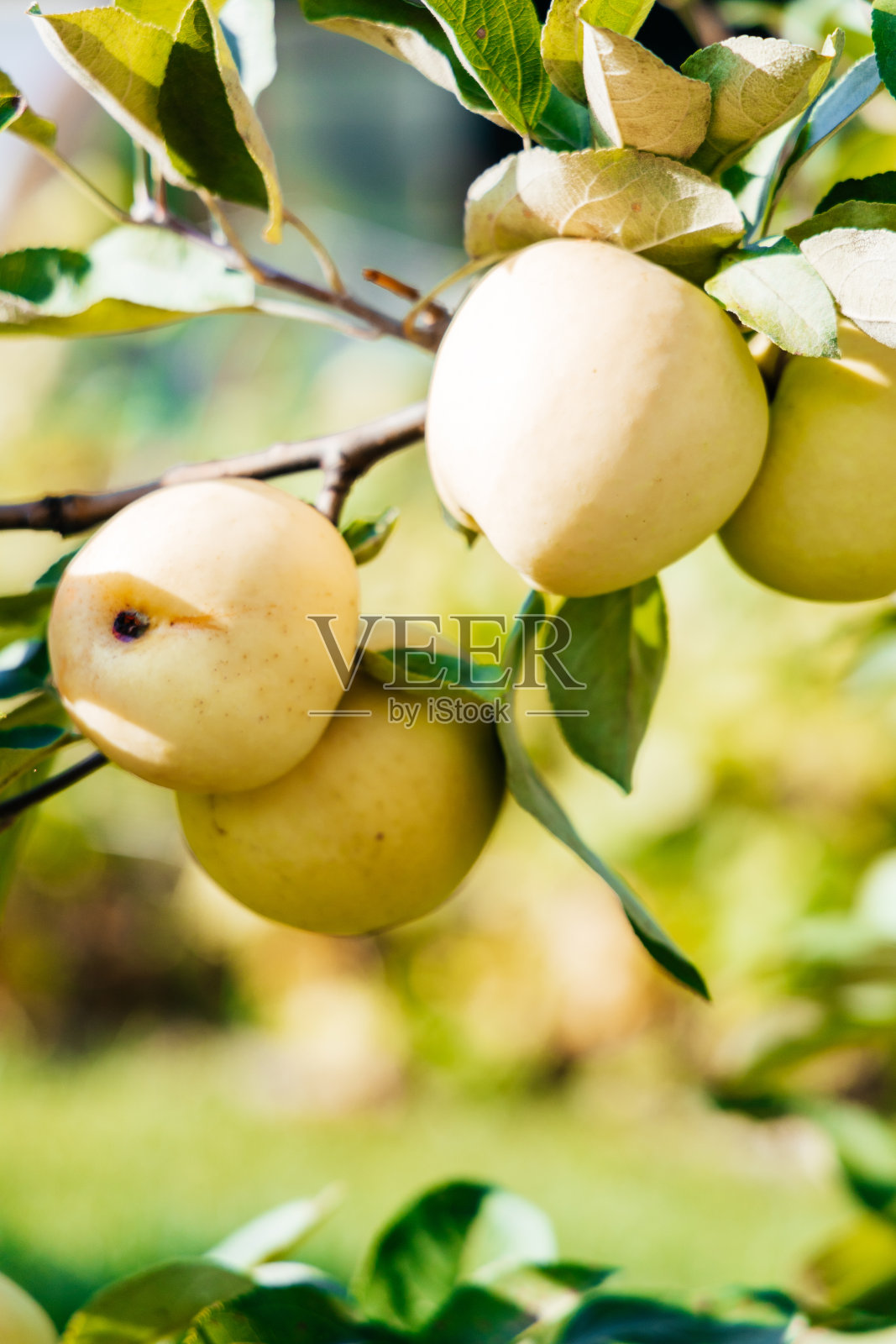 木柴均匀地堆在一根木缆绳里照片摄影图片