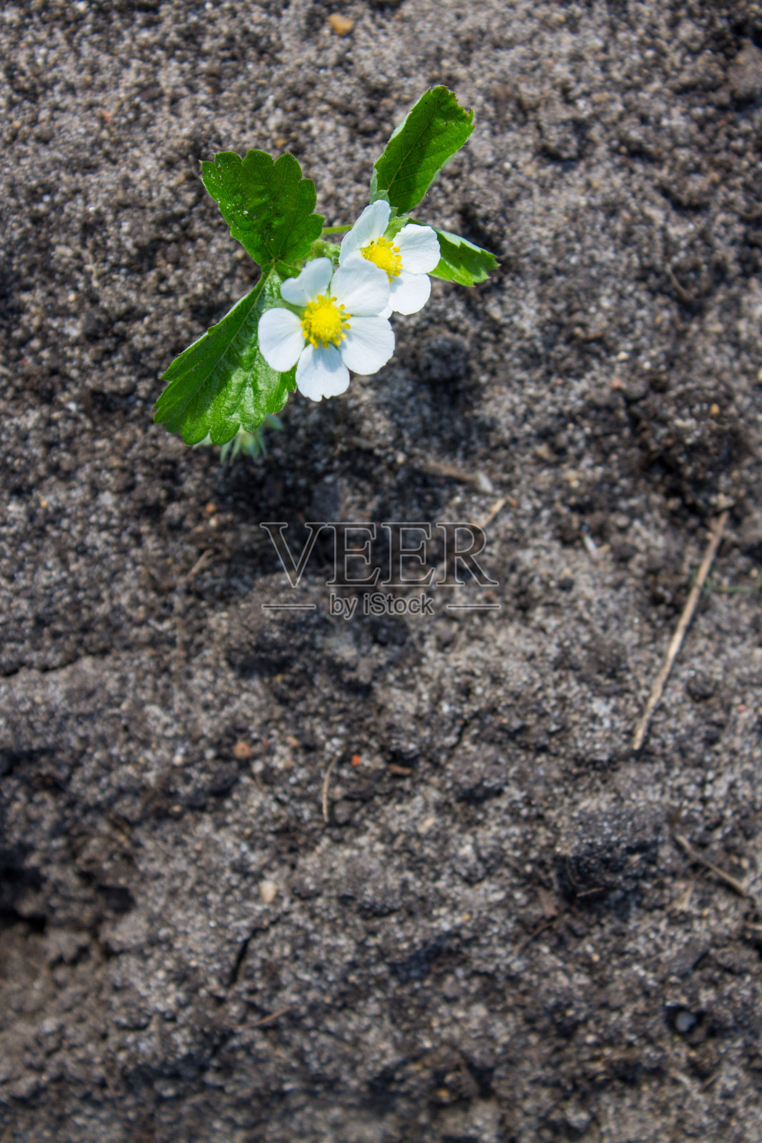 小的花园草莓灌木与白色的花在地球的背景上特写照片摄影图片