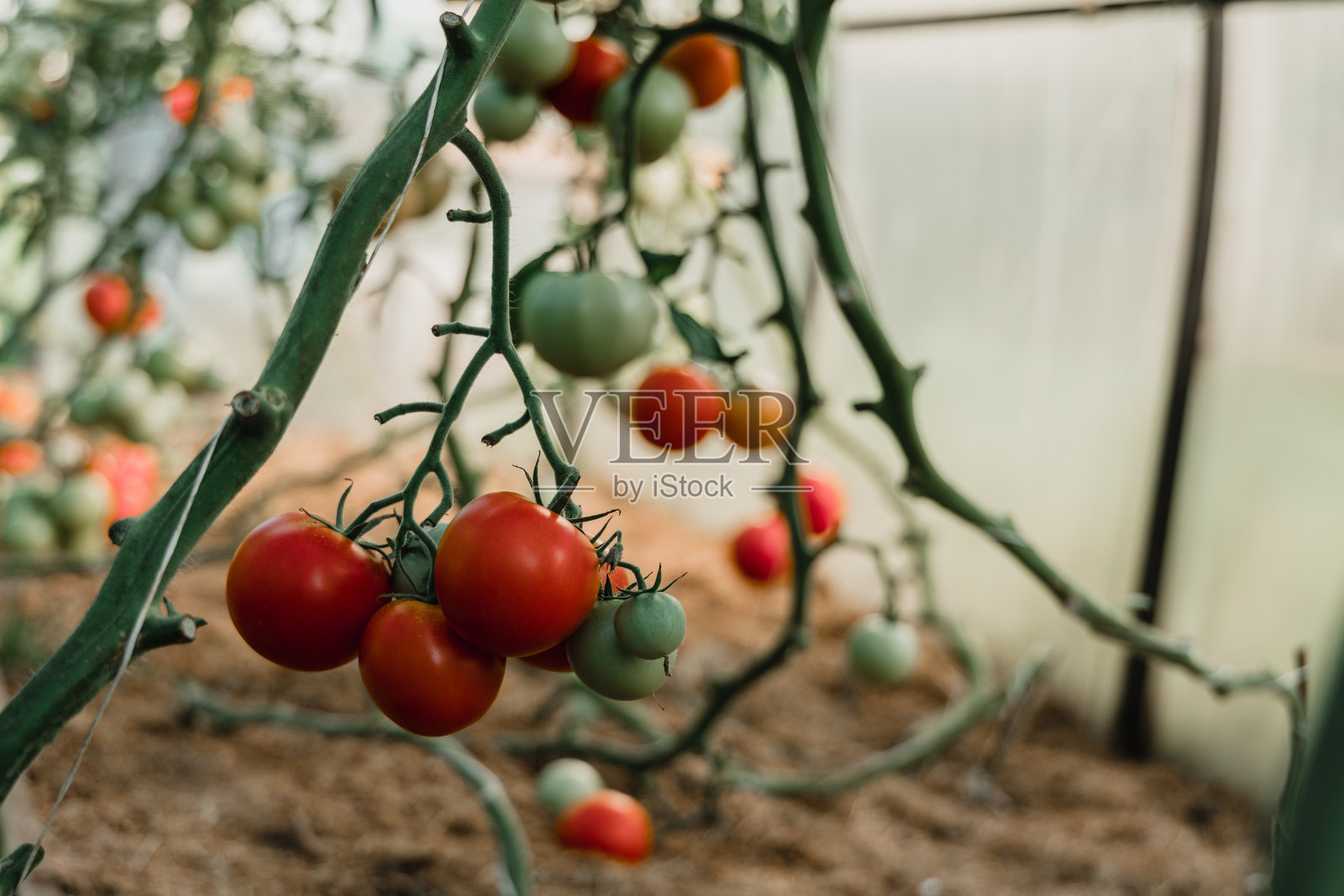 番茄在温室的树枝上。农场照片摄影图片