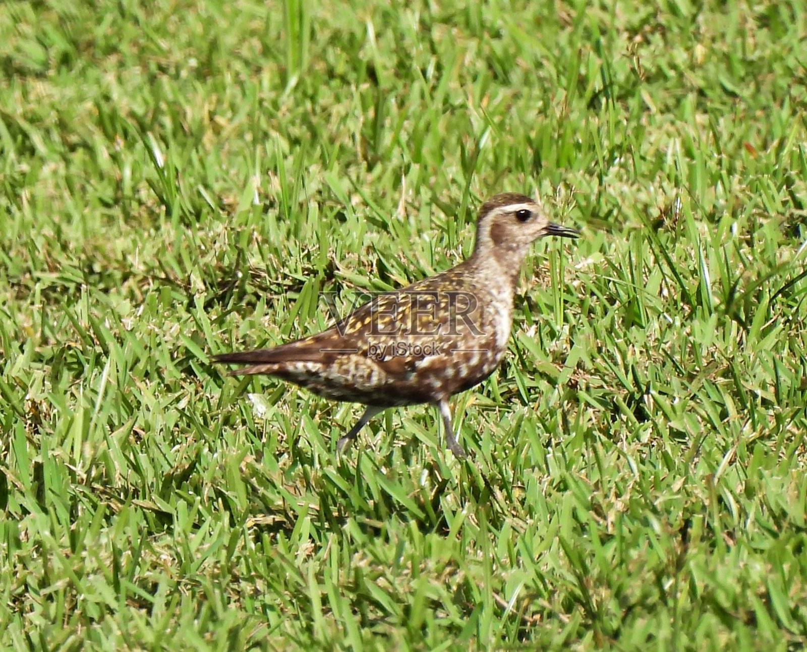 产于美洲的金斑鸻(多叶鸻)照片摄影图片