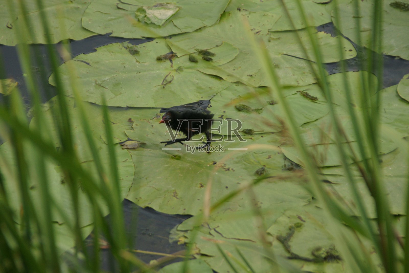 常见的黑水鸡照片摄影图片