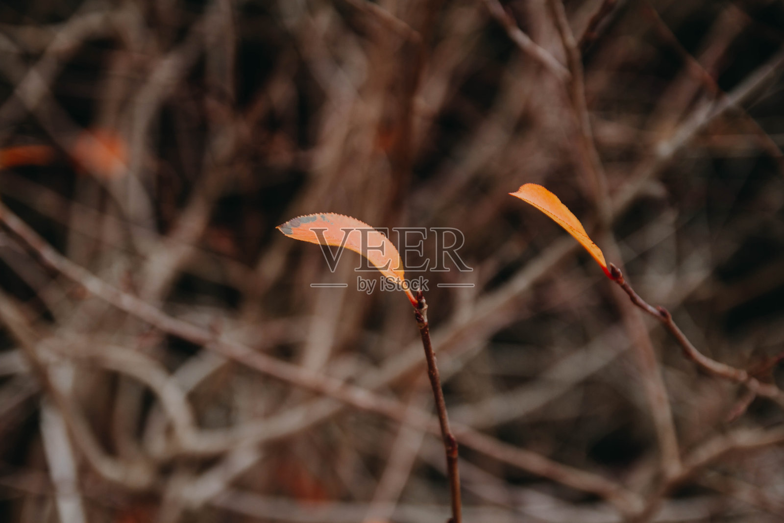 最后的秋天，红叶落在灌木丛上。深秋的背景照片摄影图片