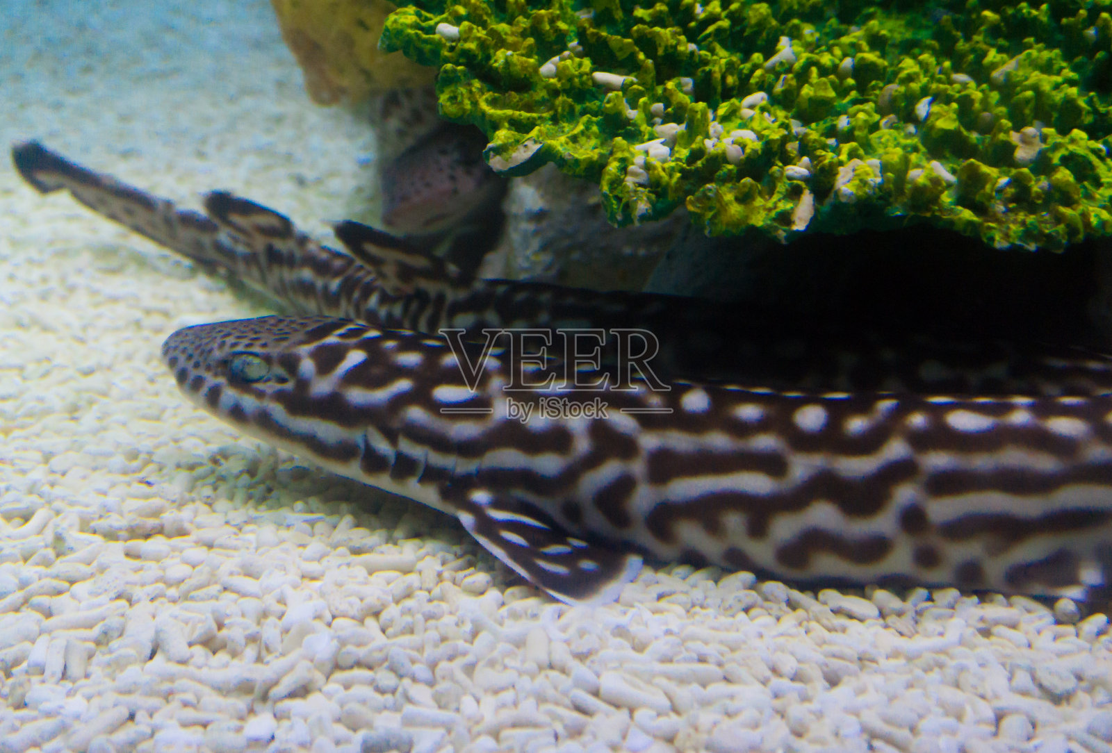珊瑚下熟睡的斑点鲨鱼照片摄影图片