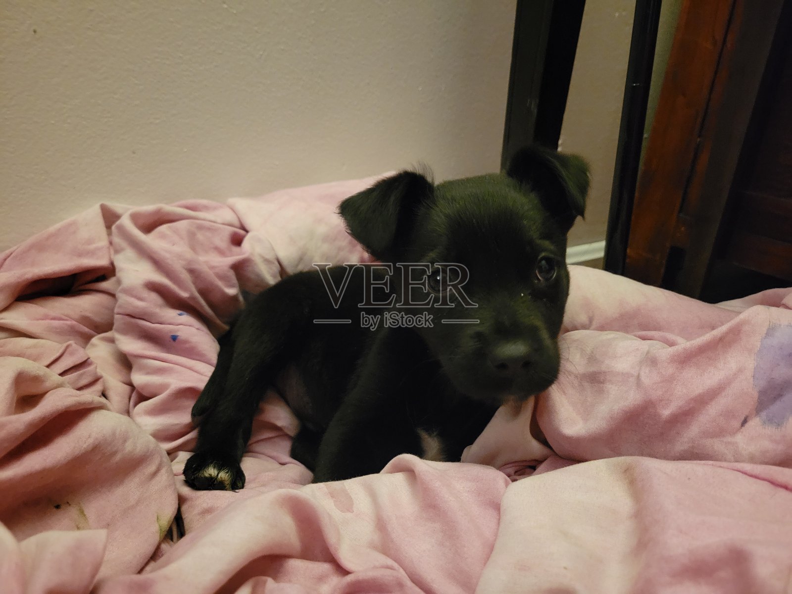 早恋照片摄影图片