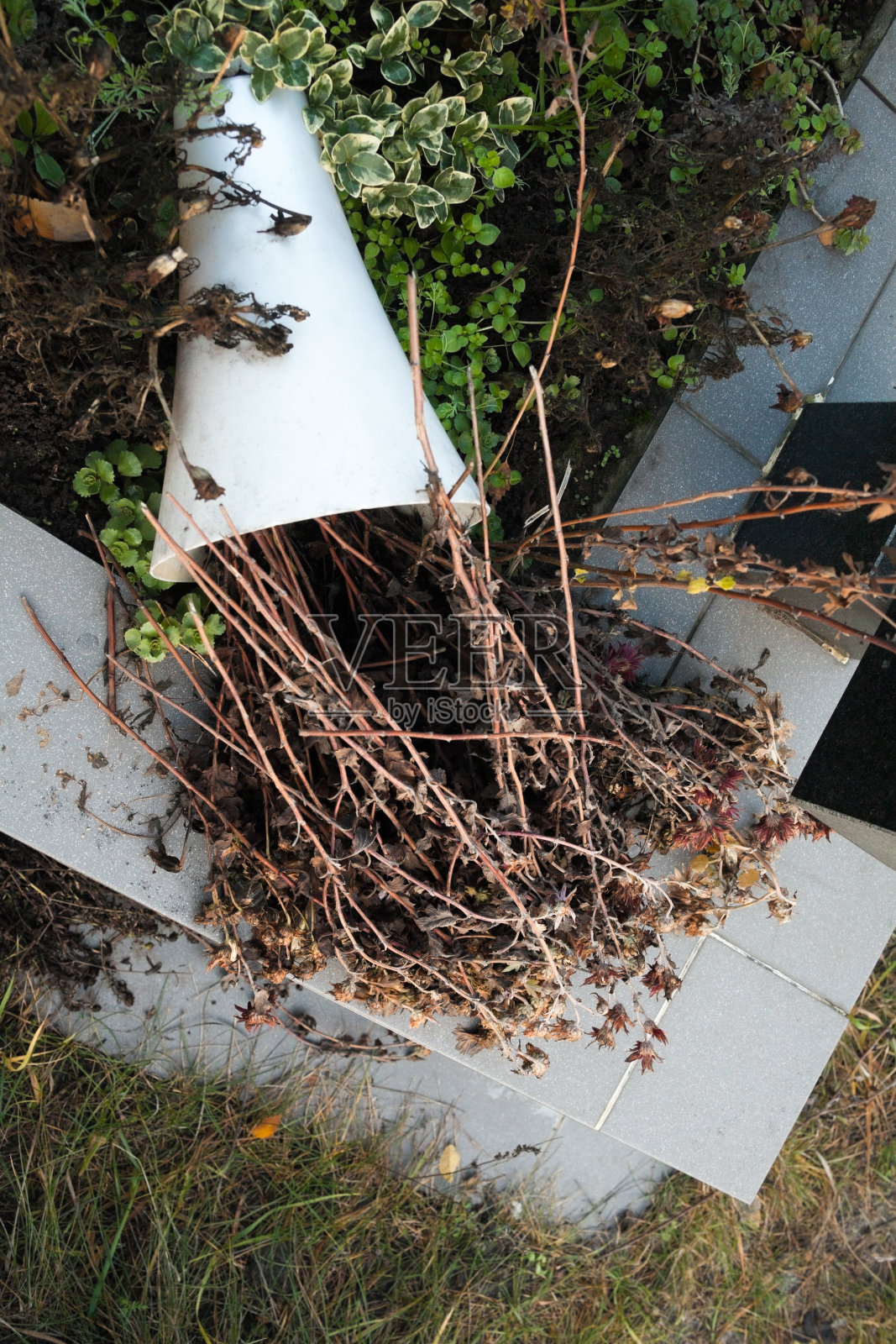 打翻了装着干花的花瓶照片摄影图片