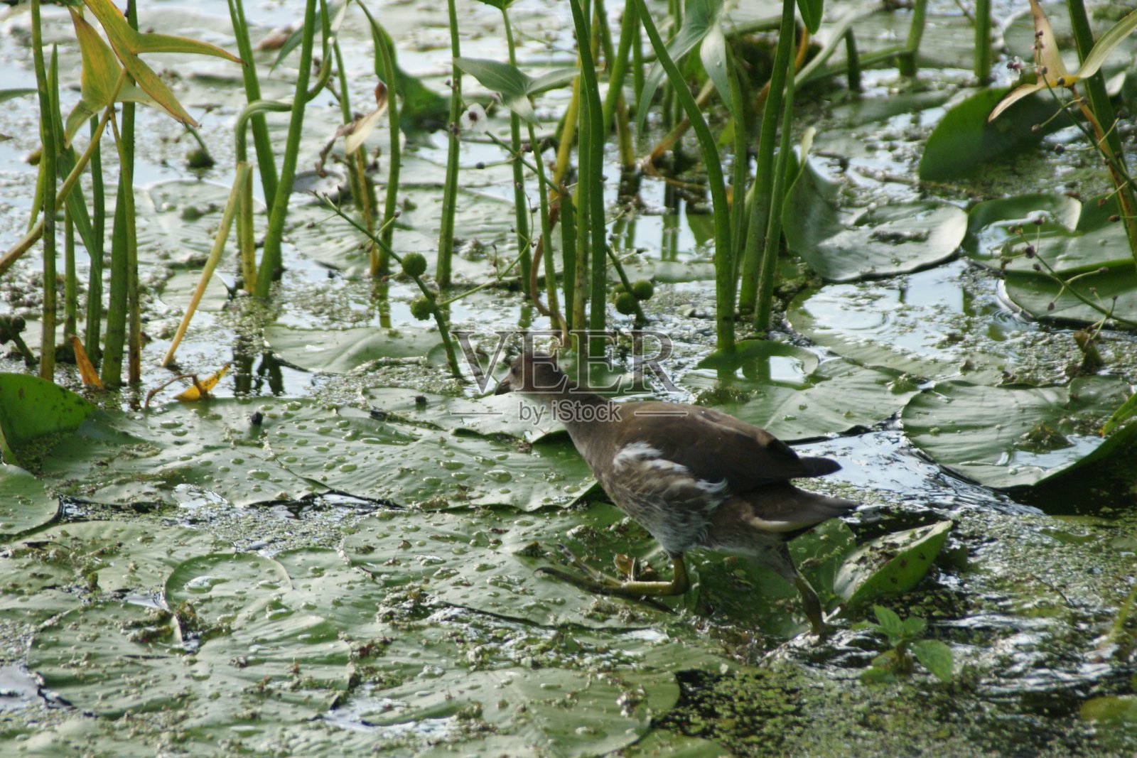 普通morhen照片摄影图片