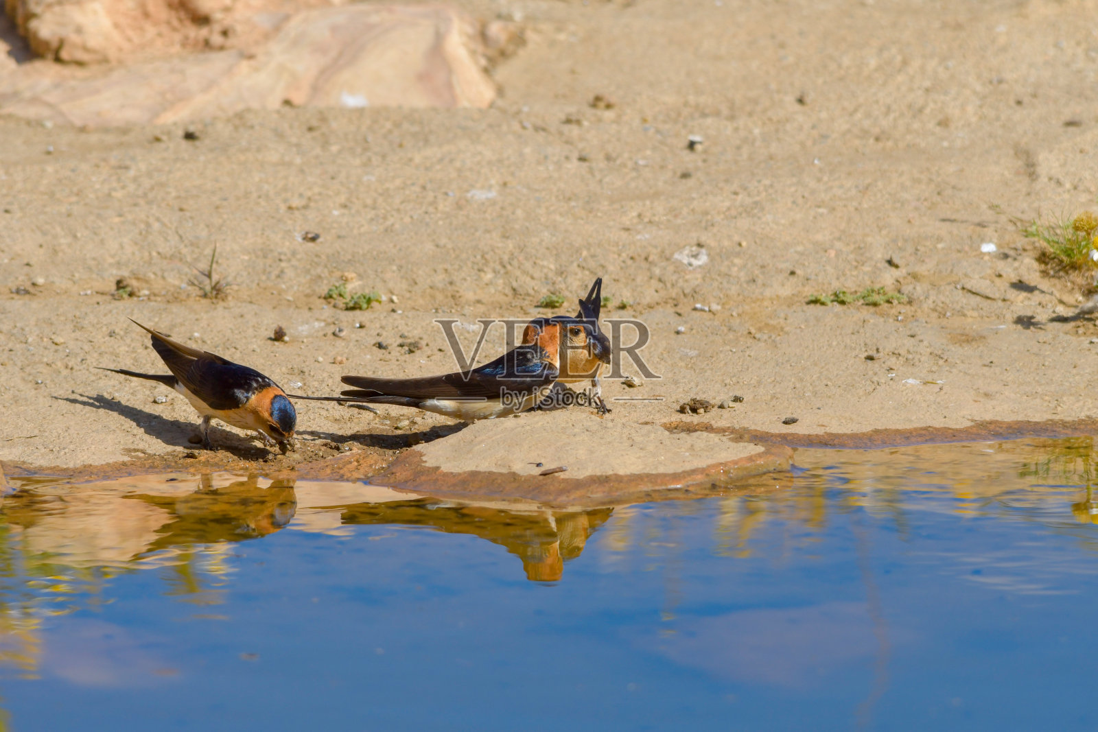 自然世界中的野生鸟类照片摄影图片