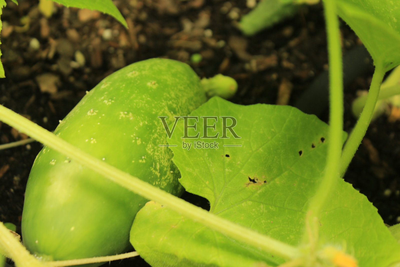 食品的背景照片摄影图片