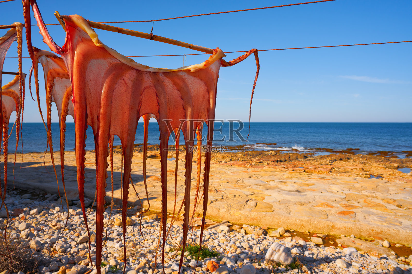 西班牙地中海的干章鱼照片摄影图片