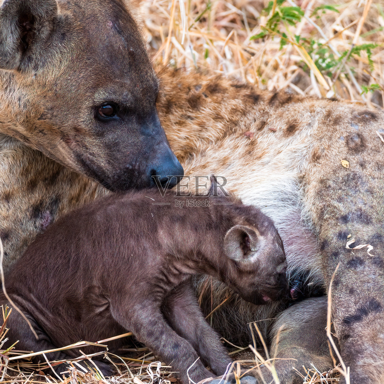 斑点鬣狗照片摄影图片