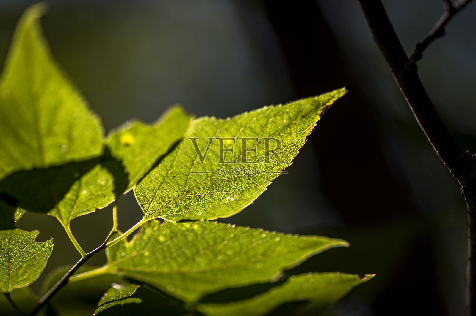 榆树照片摄影图片