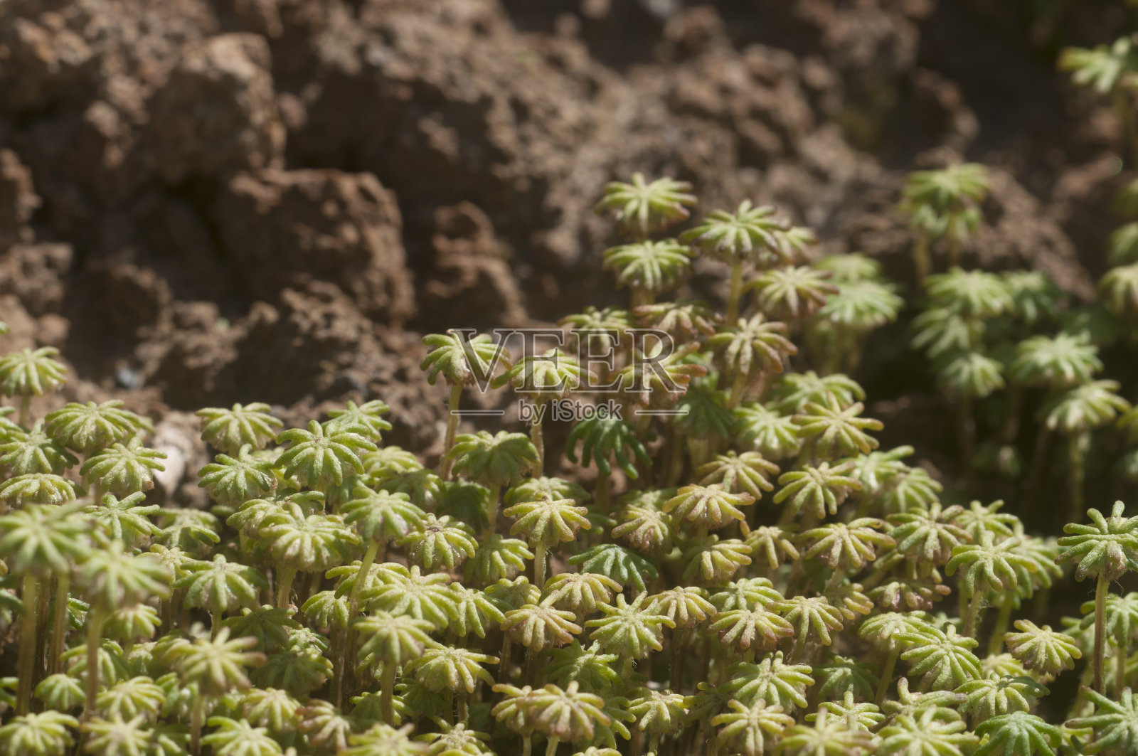 Marchantia polymorpha苔类照片摄影图片
