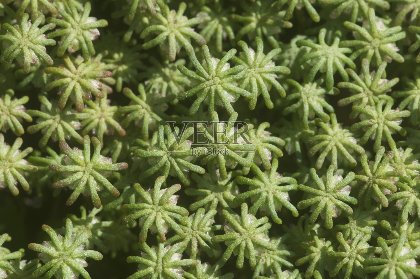 Marchantia polymorpha苔类照片摄影图片