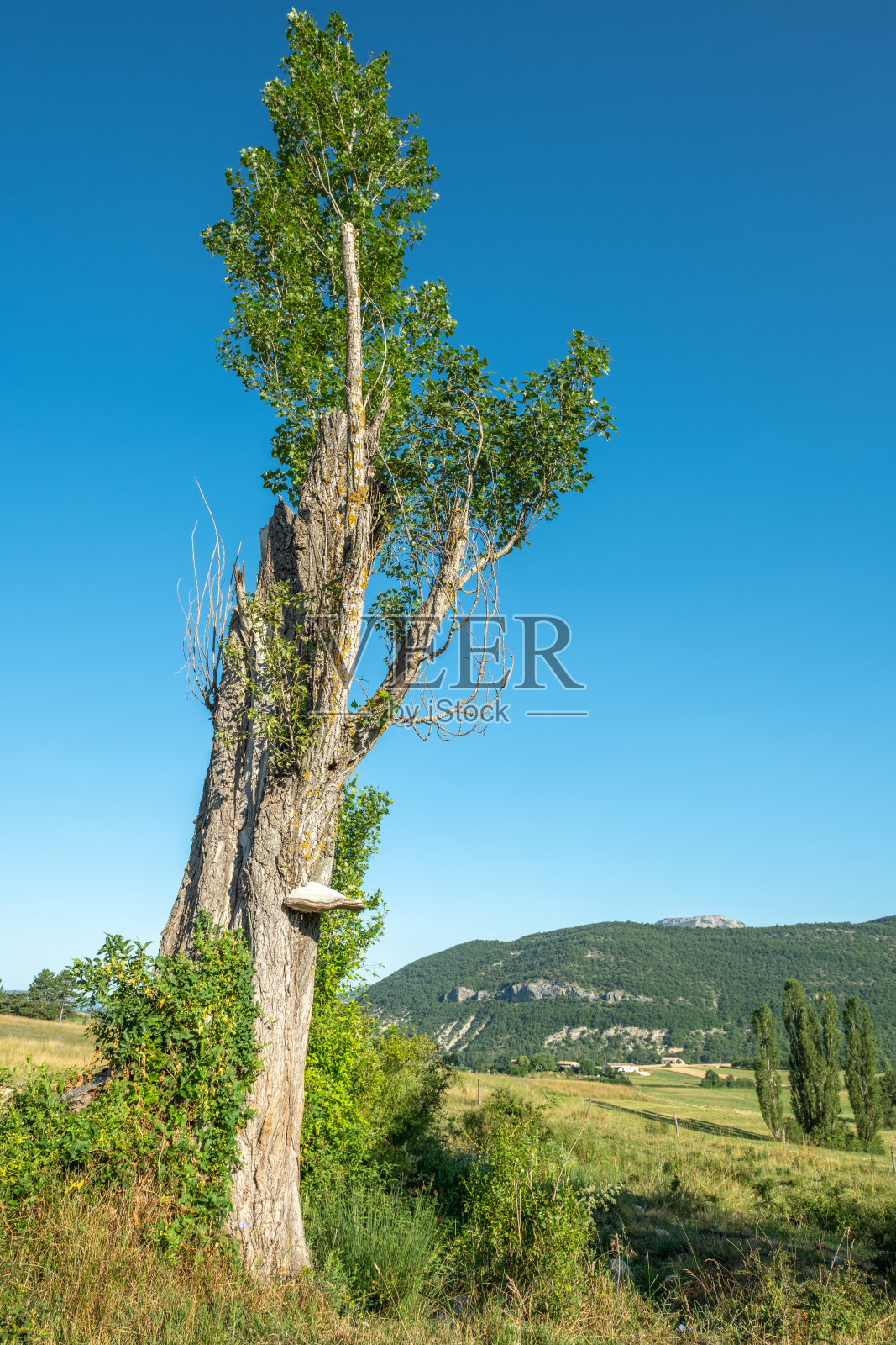 在DrÃ´me ProvenÃ§ale的自然景观中，白杨树树干上的蘑菇。照片摄影图片