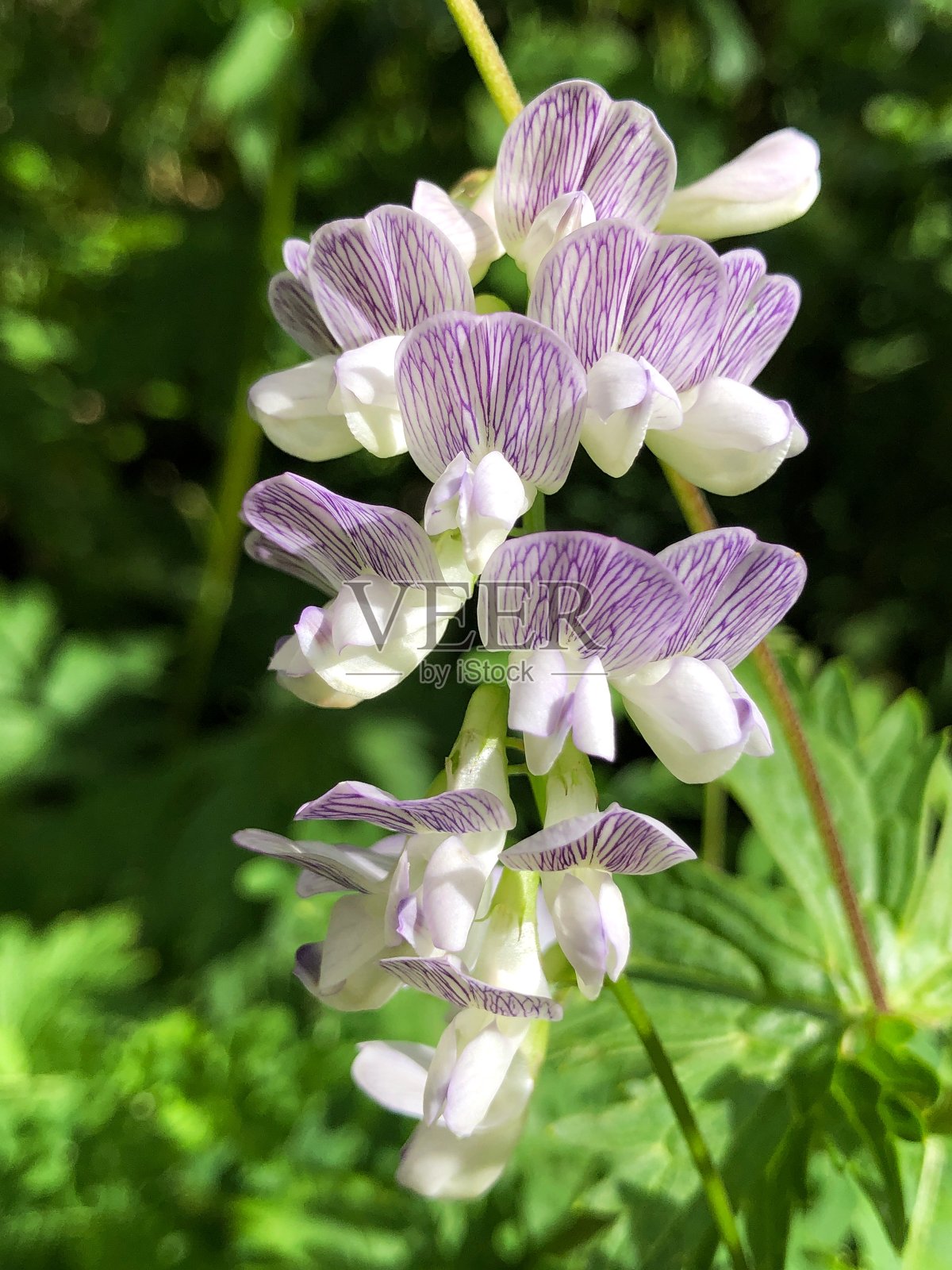 紫色白色开花植物的特写照片摄影图片