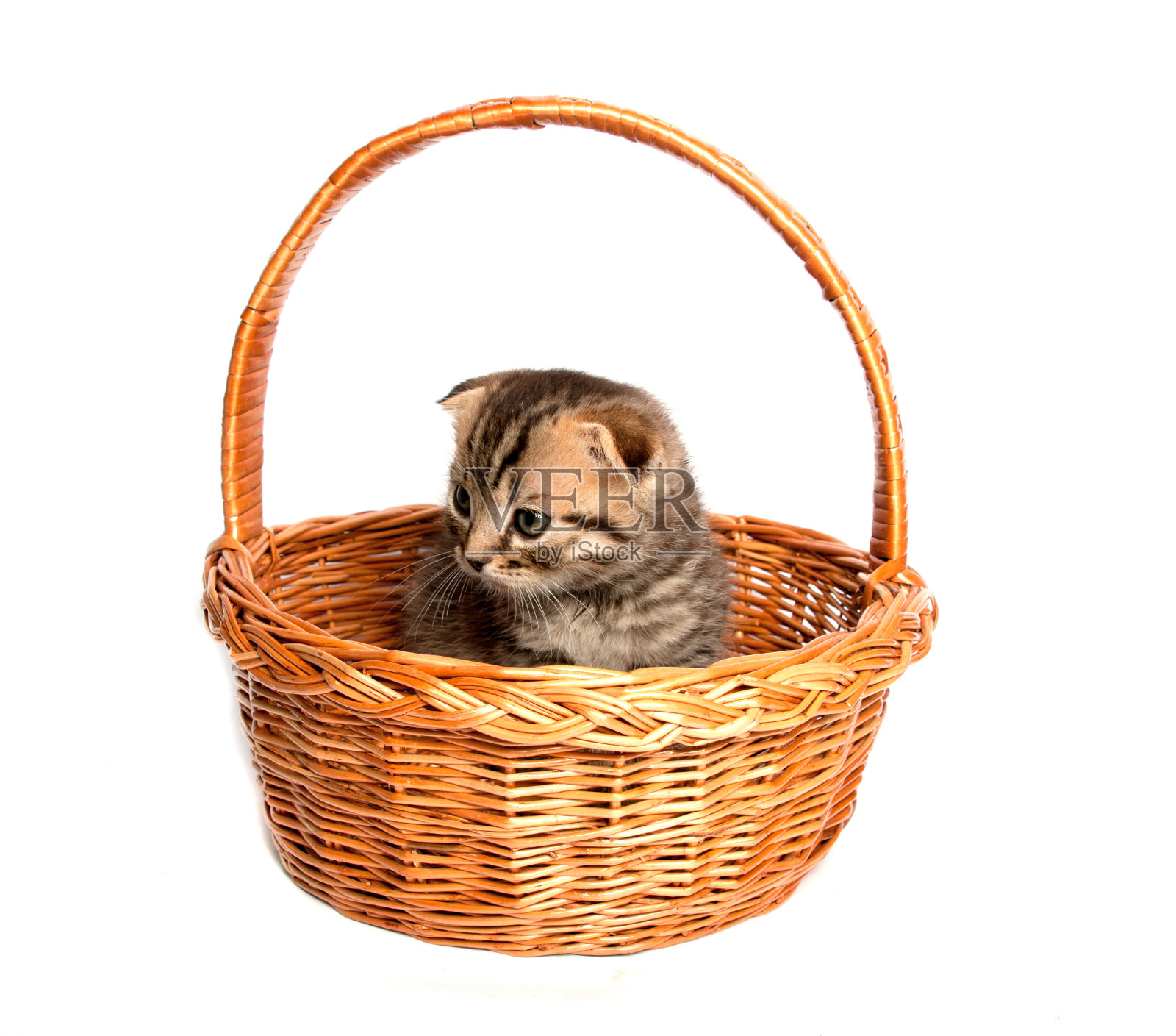 小猫在白色背景的木篮子里照片摄影图片