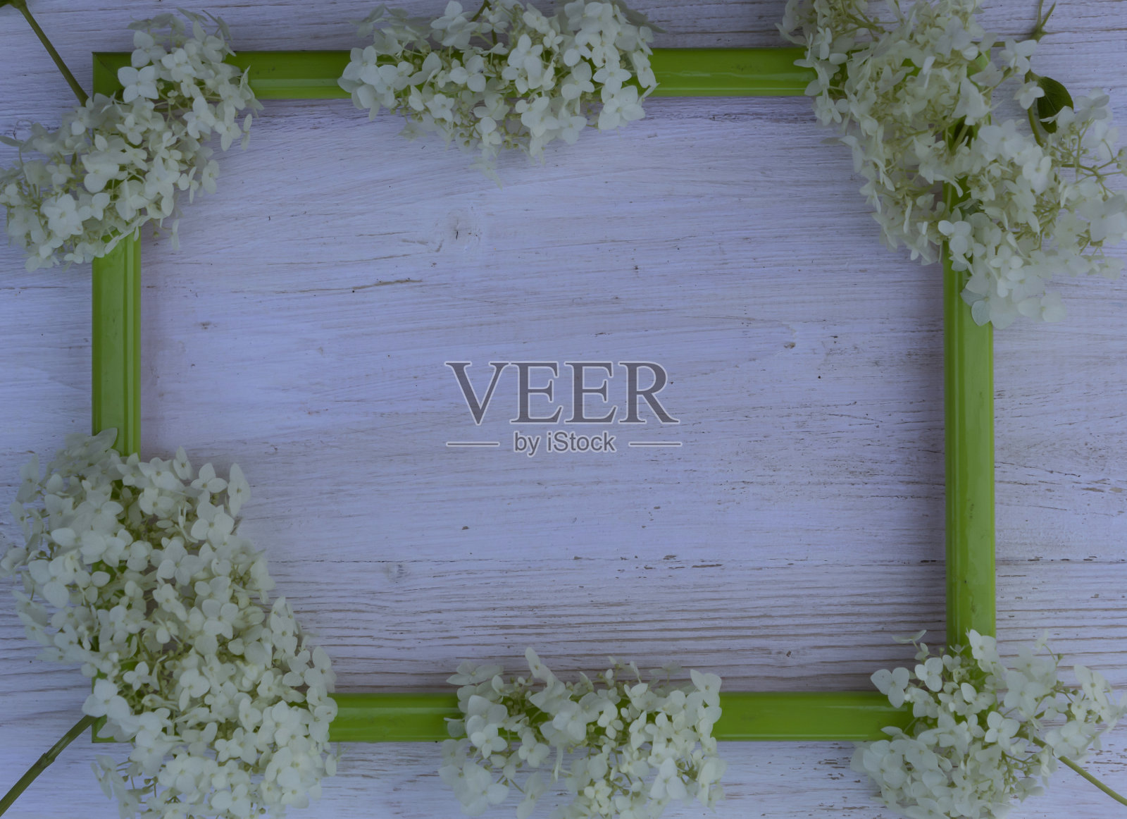 一个相框和白色的绣球花照片摄影图片