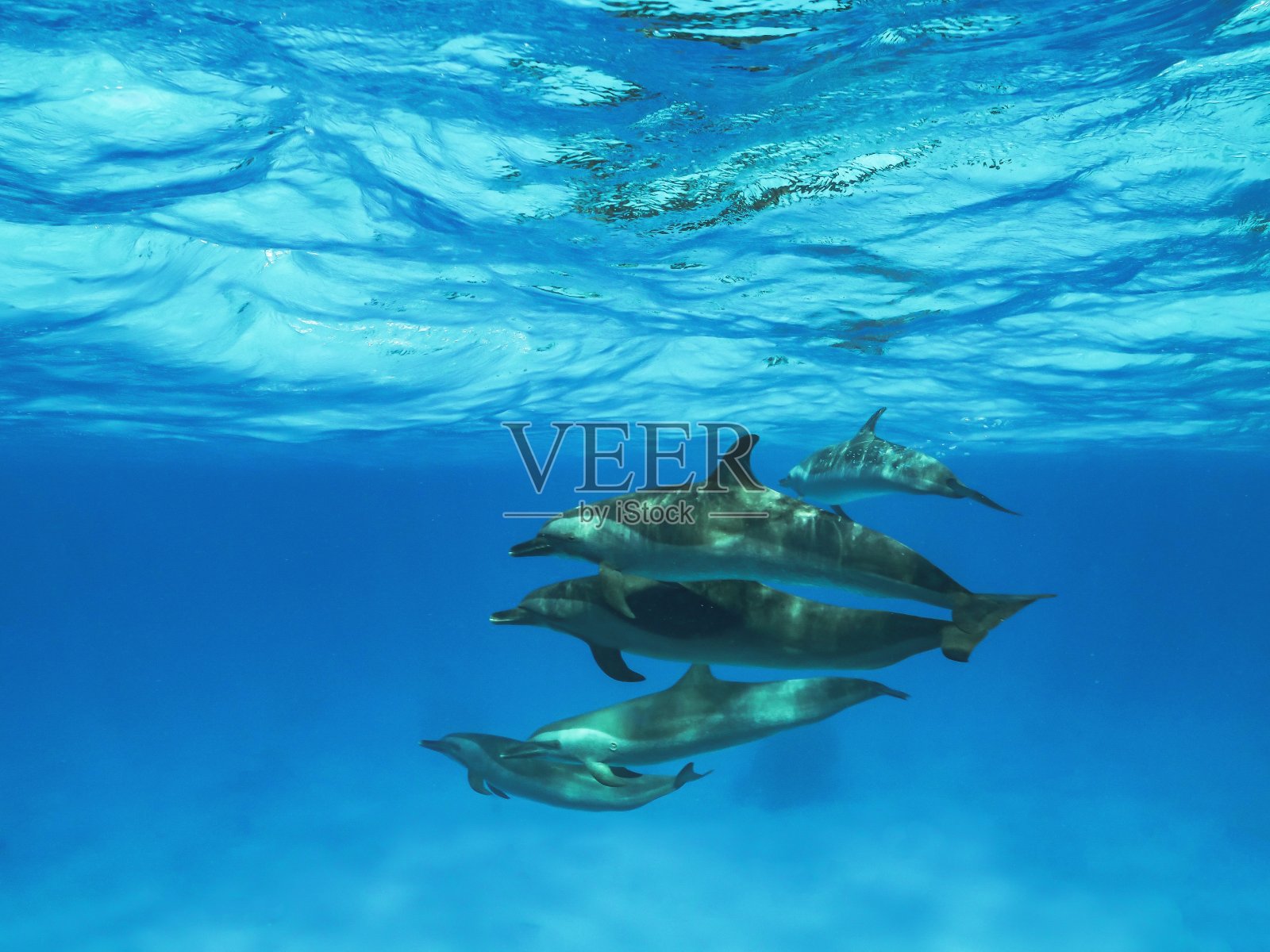 礁湖海豚照片摄影图片