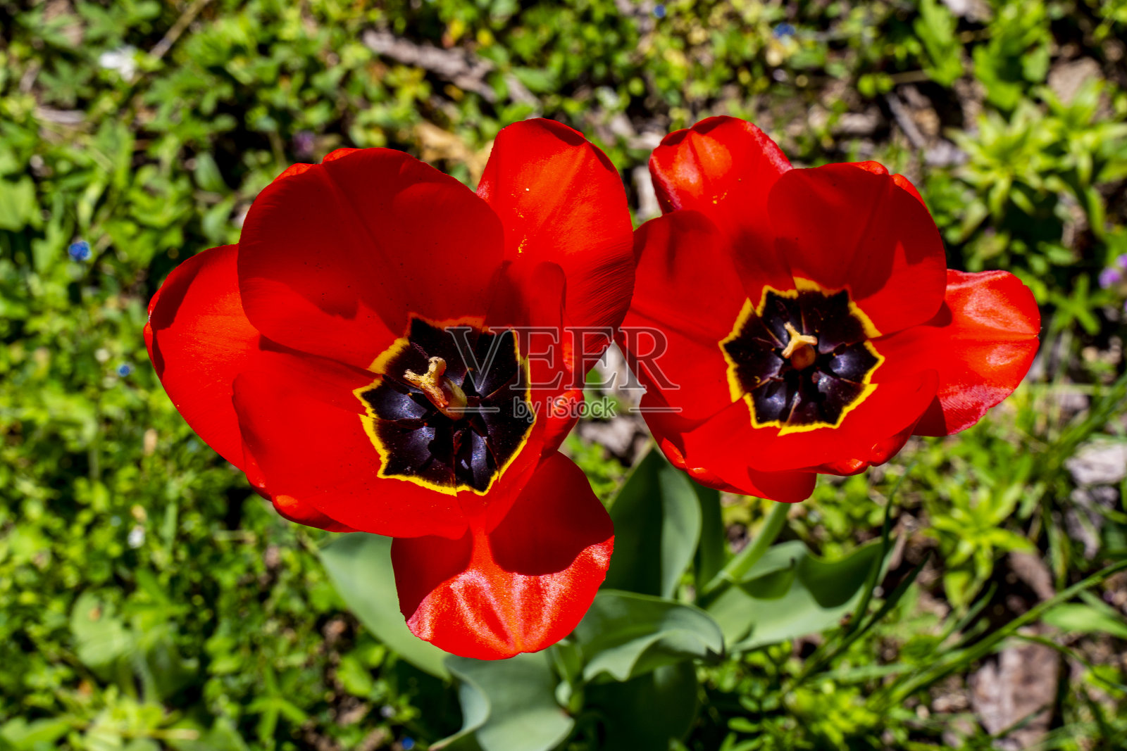 乡间草地上的野郁金香照片摄影图片