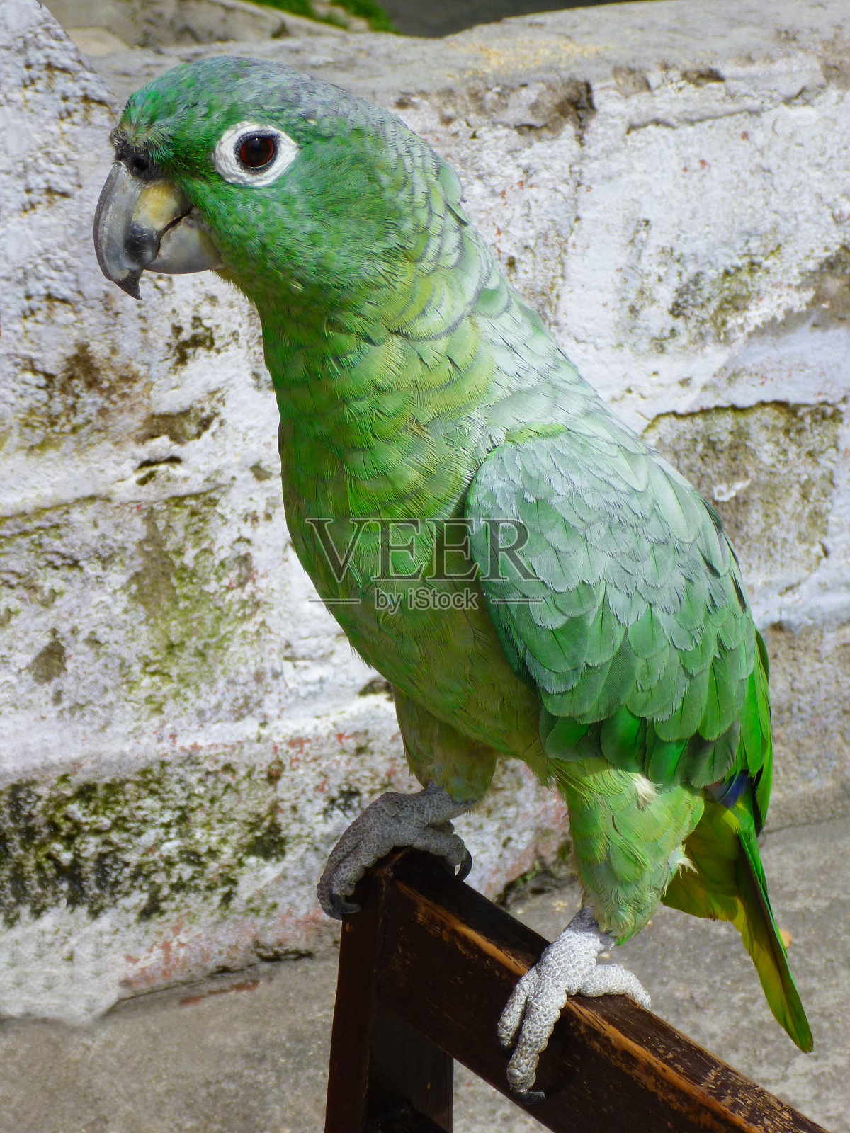 一只可爱的彩色绿色鹦鹉盯着你看照片摄影图片