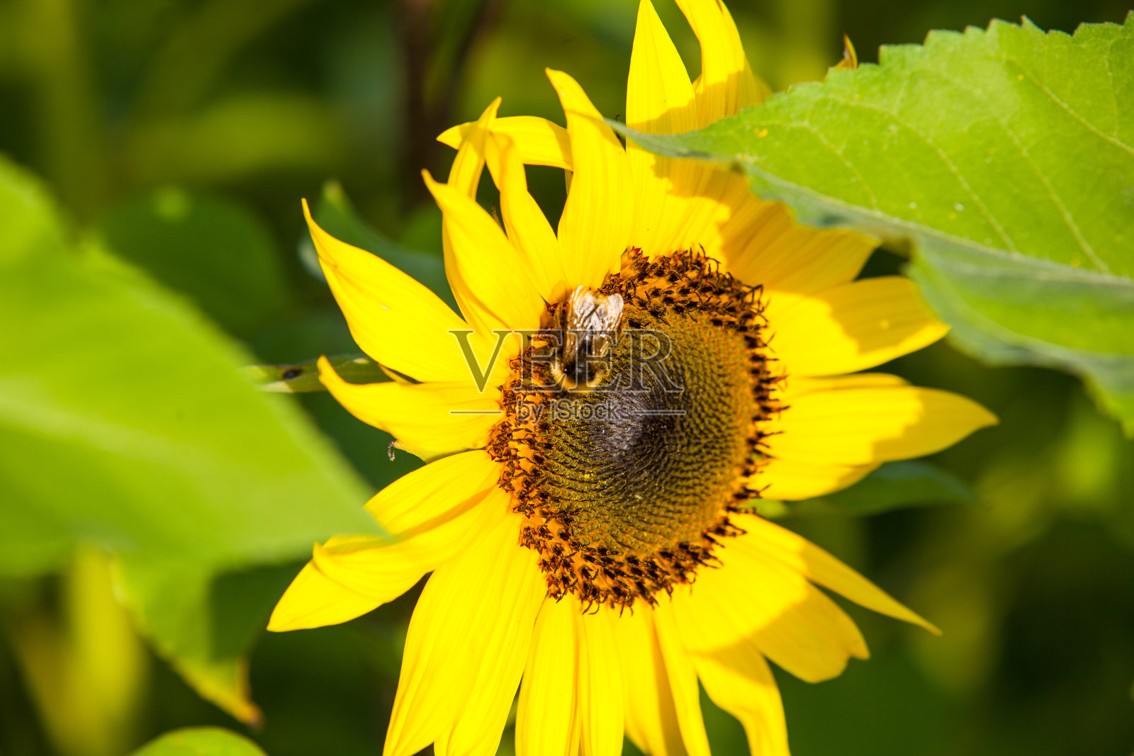 向日葵上大黄蜂的特写镜头。授粉照片摄影图片
