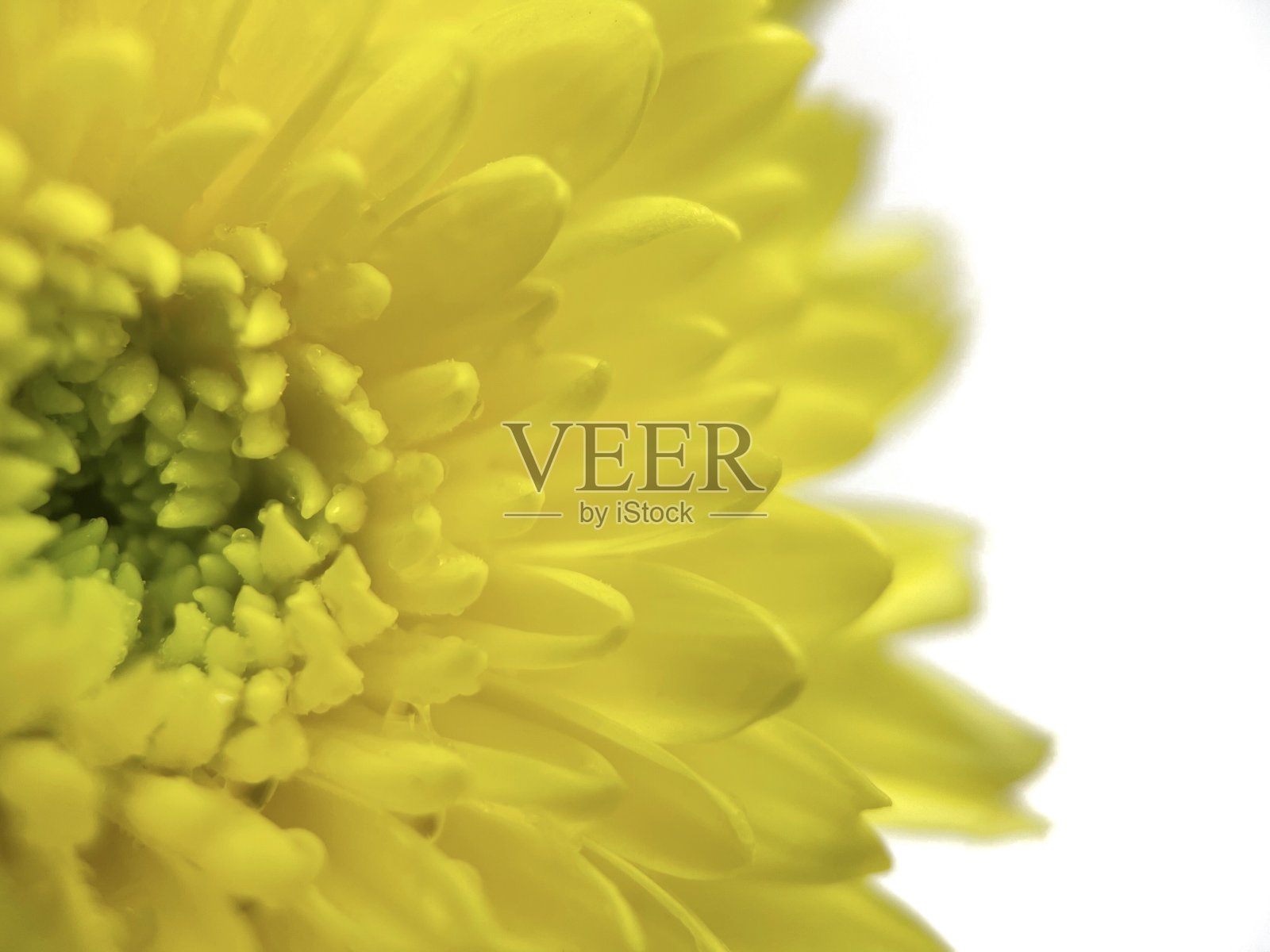 模糊的黄色菊花花粉黄色的花孤立在白色的背景照片摄影图片