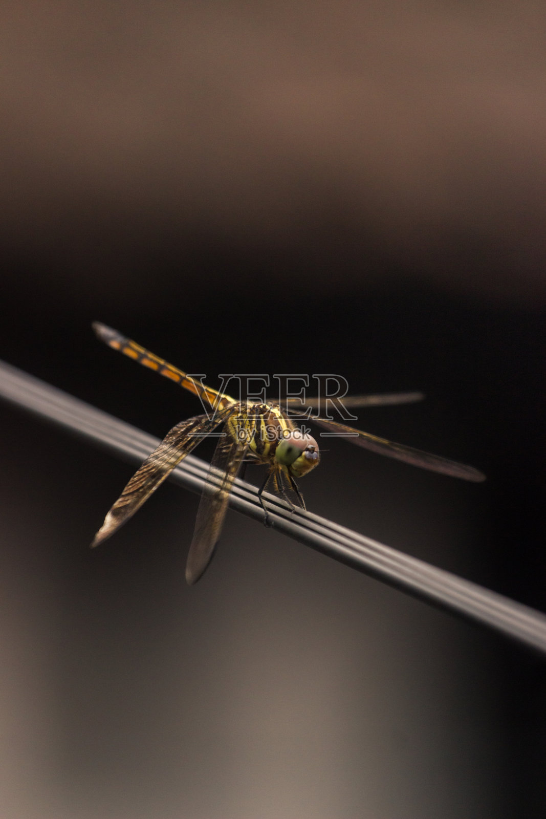一只蜻蜓栖息在电线上的美丽照片照片摄影图片