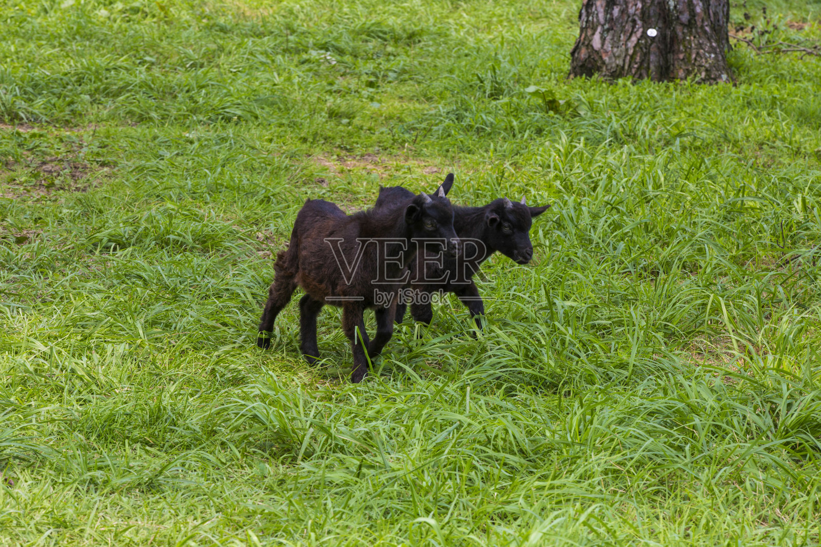 黑山羊一家悠闲地在草地上玩耍照片摄影图片