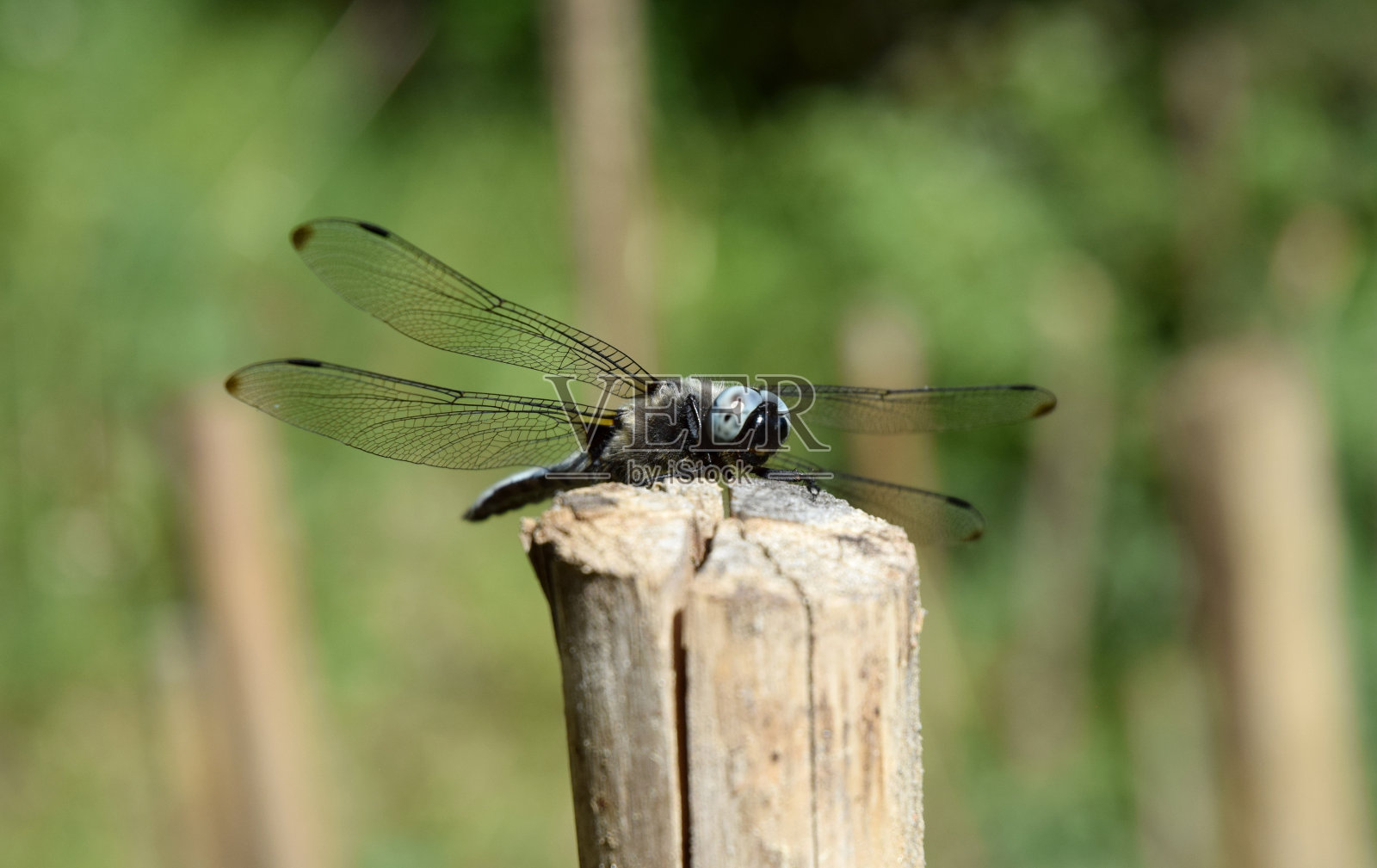 古代蜻蜓昆虫照片摄影图片