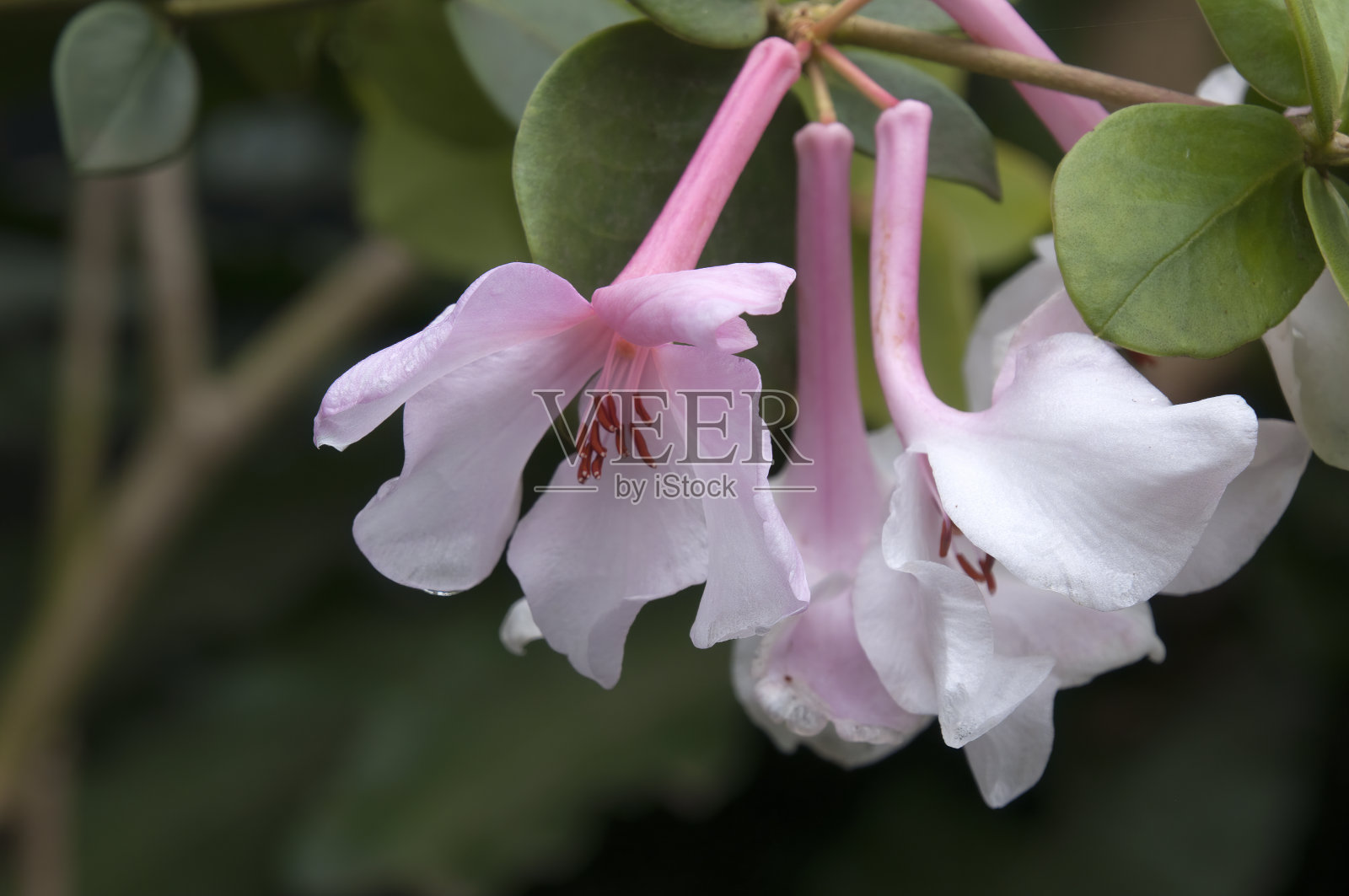 原产于婆罗洲的一种圆形杜鹃的白色和粉红色管状花照片摄影图片