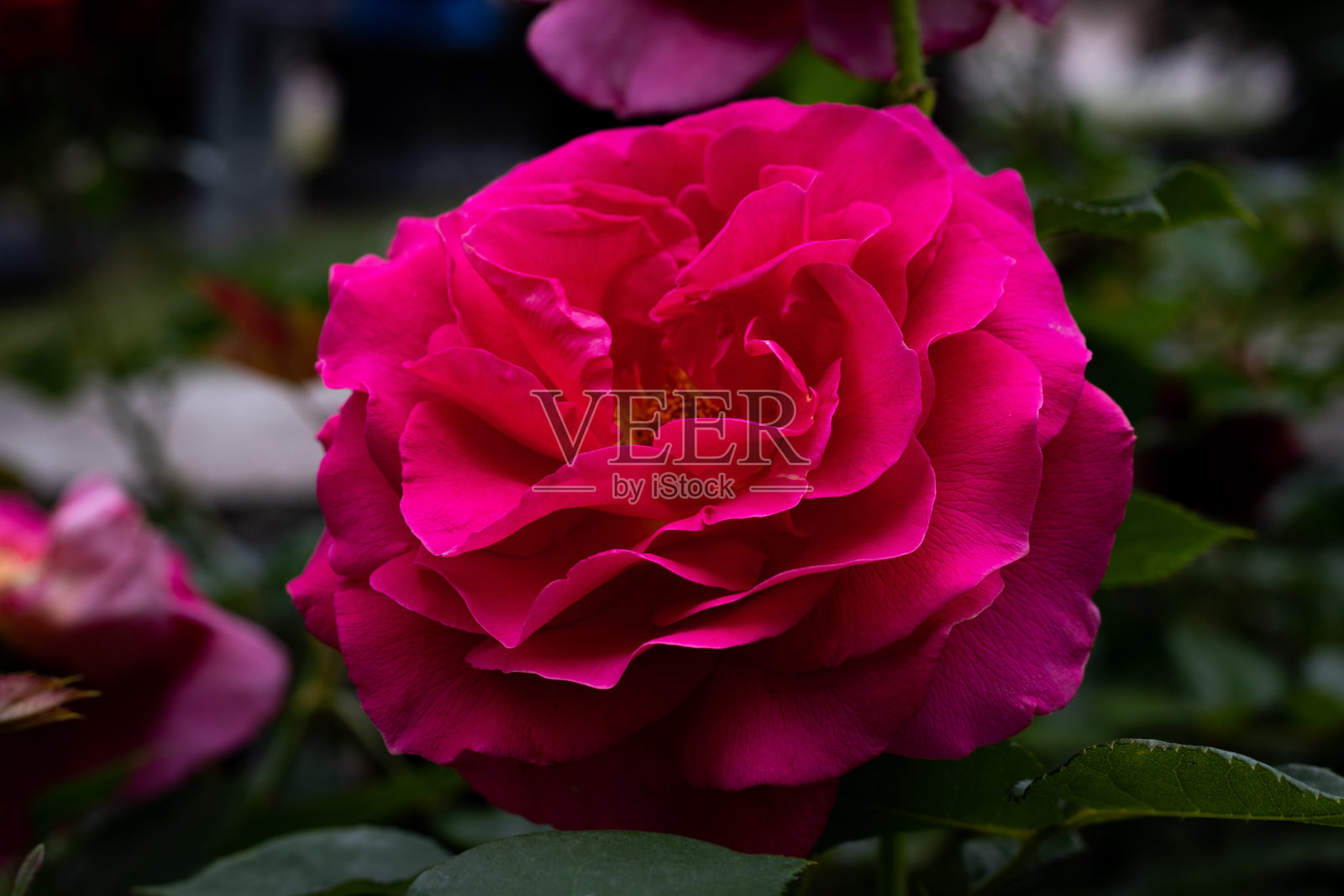 粉红色的玫瑰以树叶和花朵为背景照片摄影图片