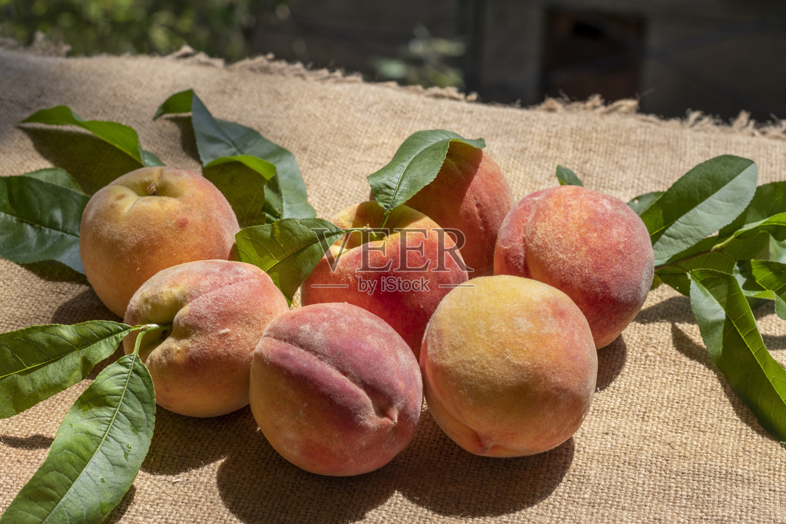 成熟芬芳的桃子，天鹅绒般的表皮，刚从树上摘下来。在粗麻布照片摄影图片