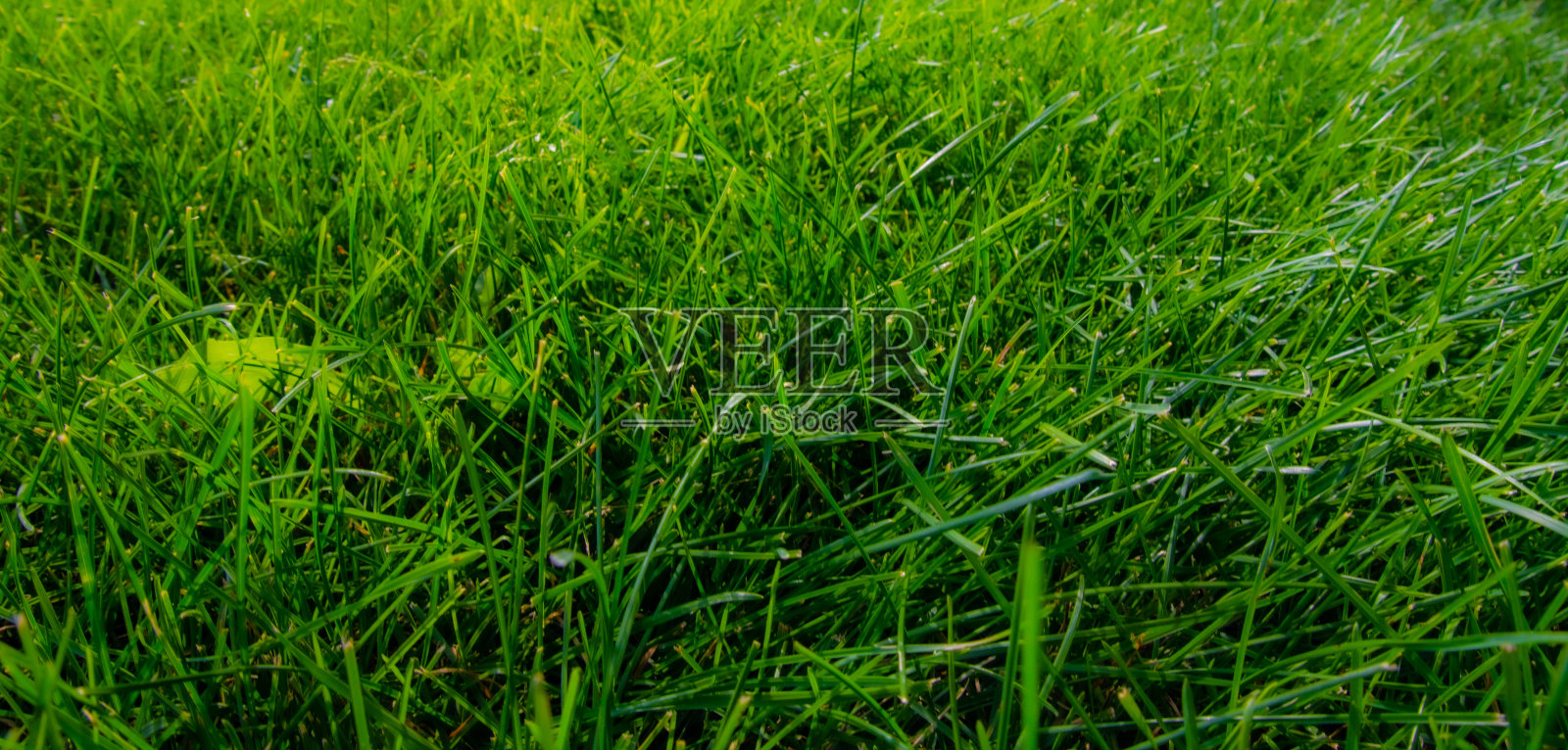 地上的草坪照片摄影图片