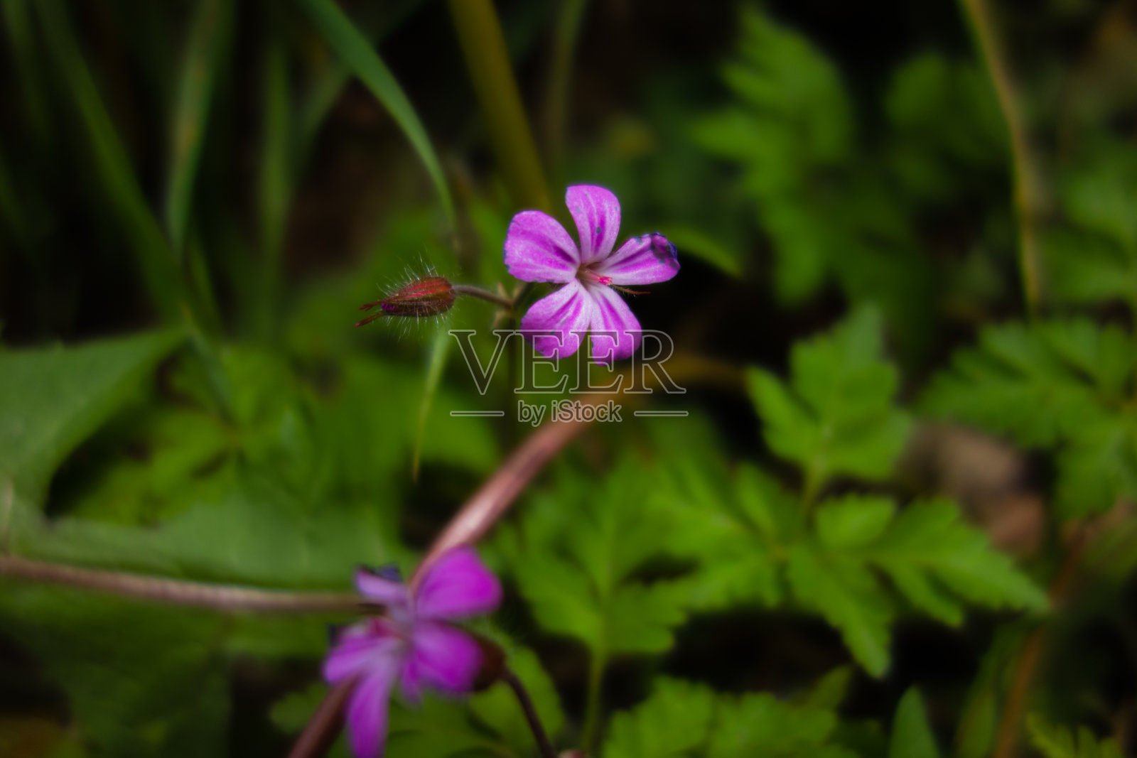 红坎皮恩照片摄影图片