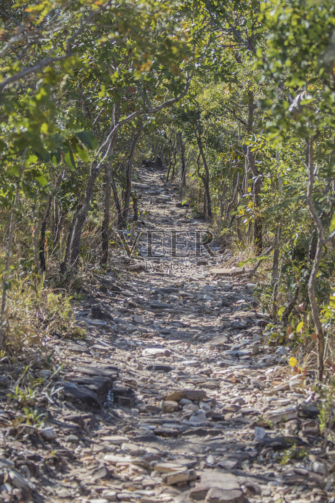 巴西萨瓦纳美丽的赛道照片摄影图片