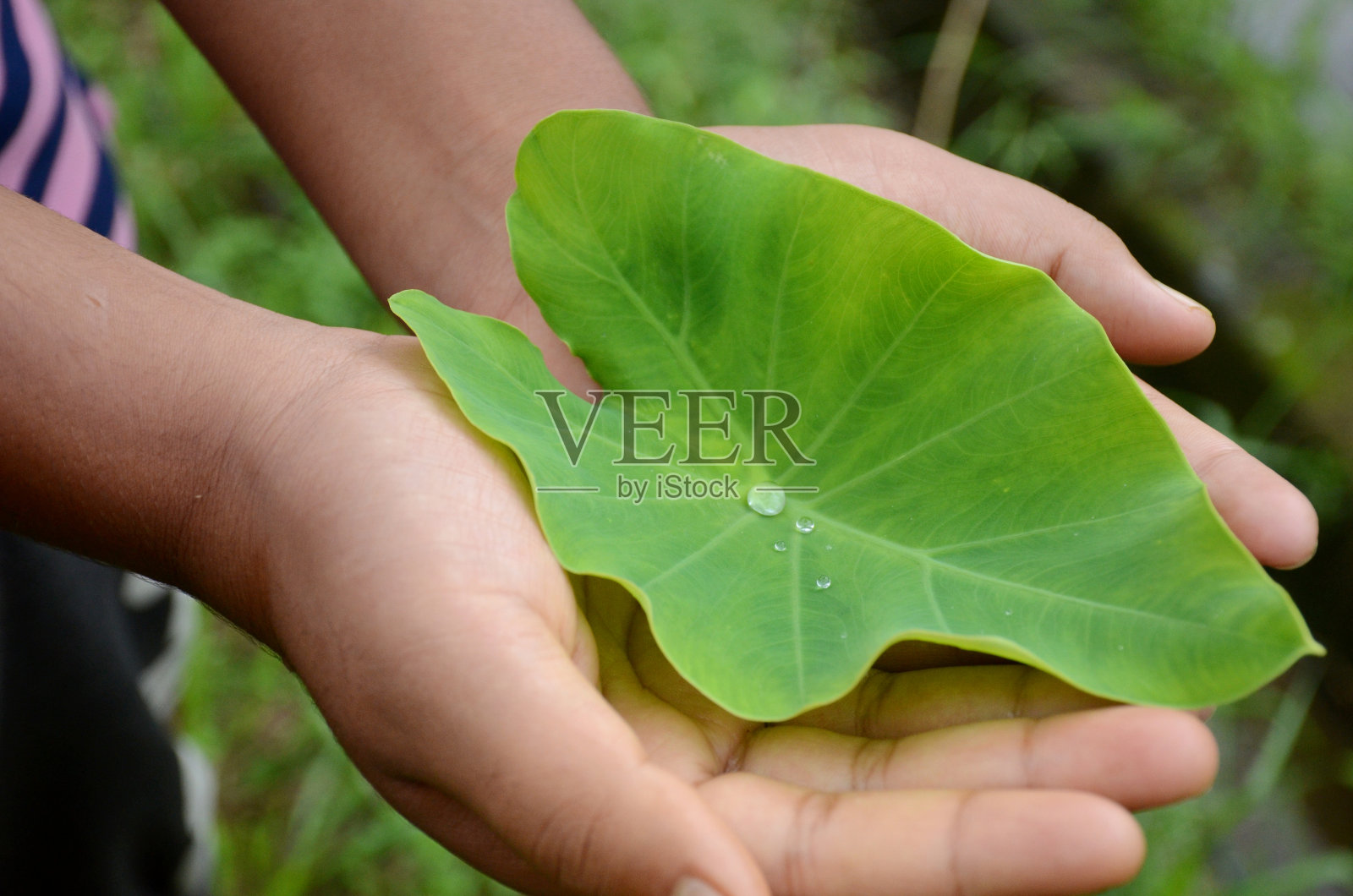 特写熟透的绿色阿拉伯叶子里面的水珠交相辉映出绿色的棕色背景。照片摄影图片