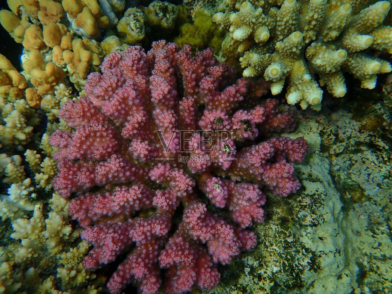 海底的石珊瑚、覆盆子珊瑚或花椰菜珊瑚、旋钮角珊瑚(Pocillopora verrucosa)照片摄影图片