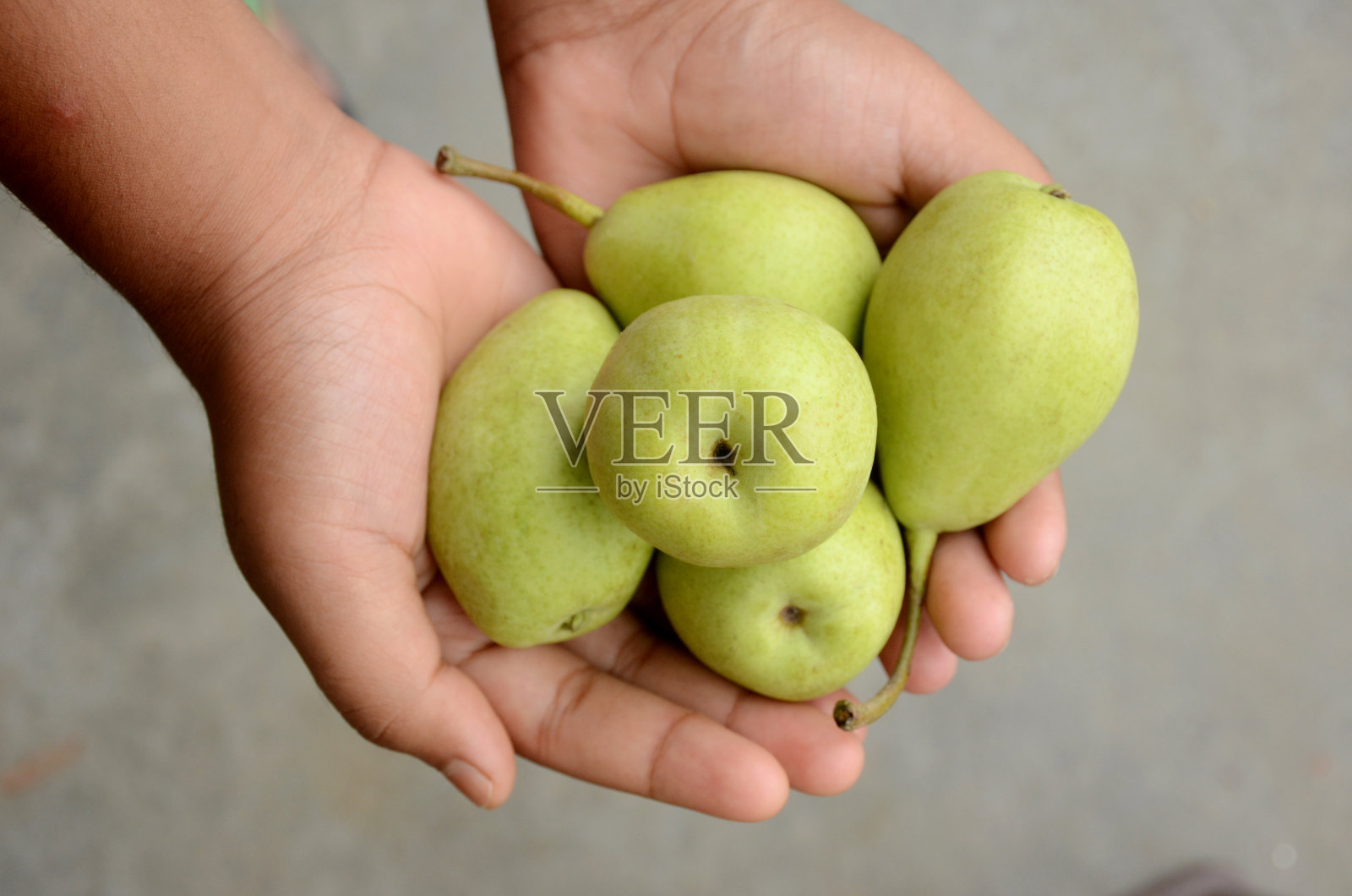 特写一束成熟的绿色梨子果实，手握出灰色背景的焦点。照片摄影图片